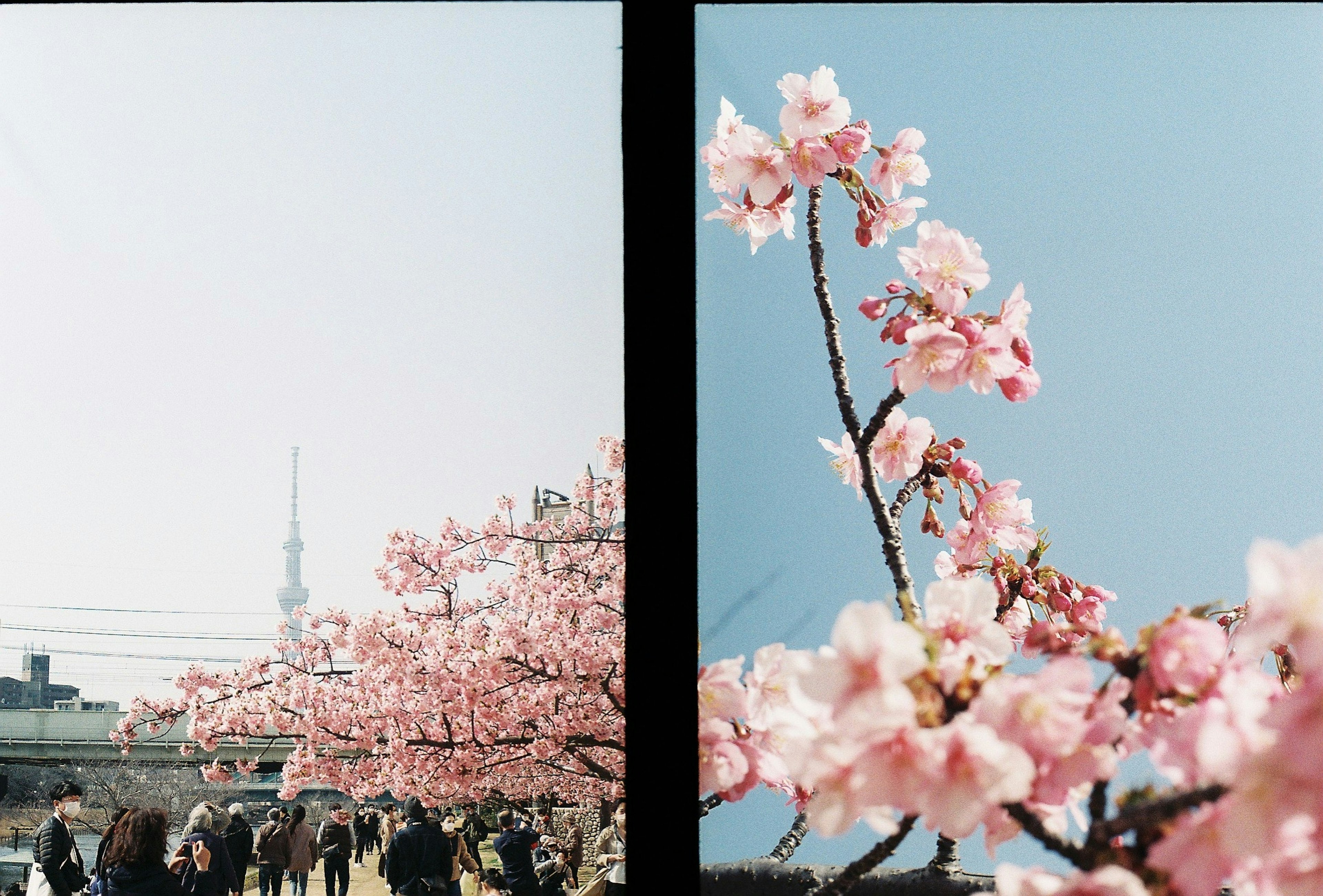 Hermosa vista de los cerezos en flor con la Torre de Tokio al fondo