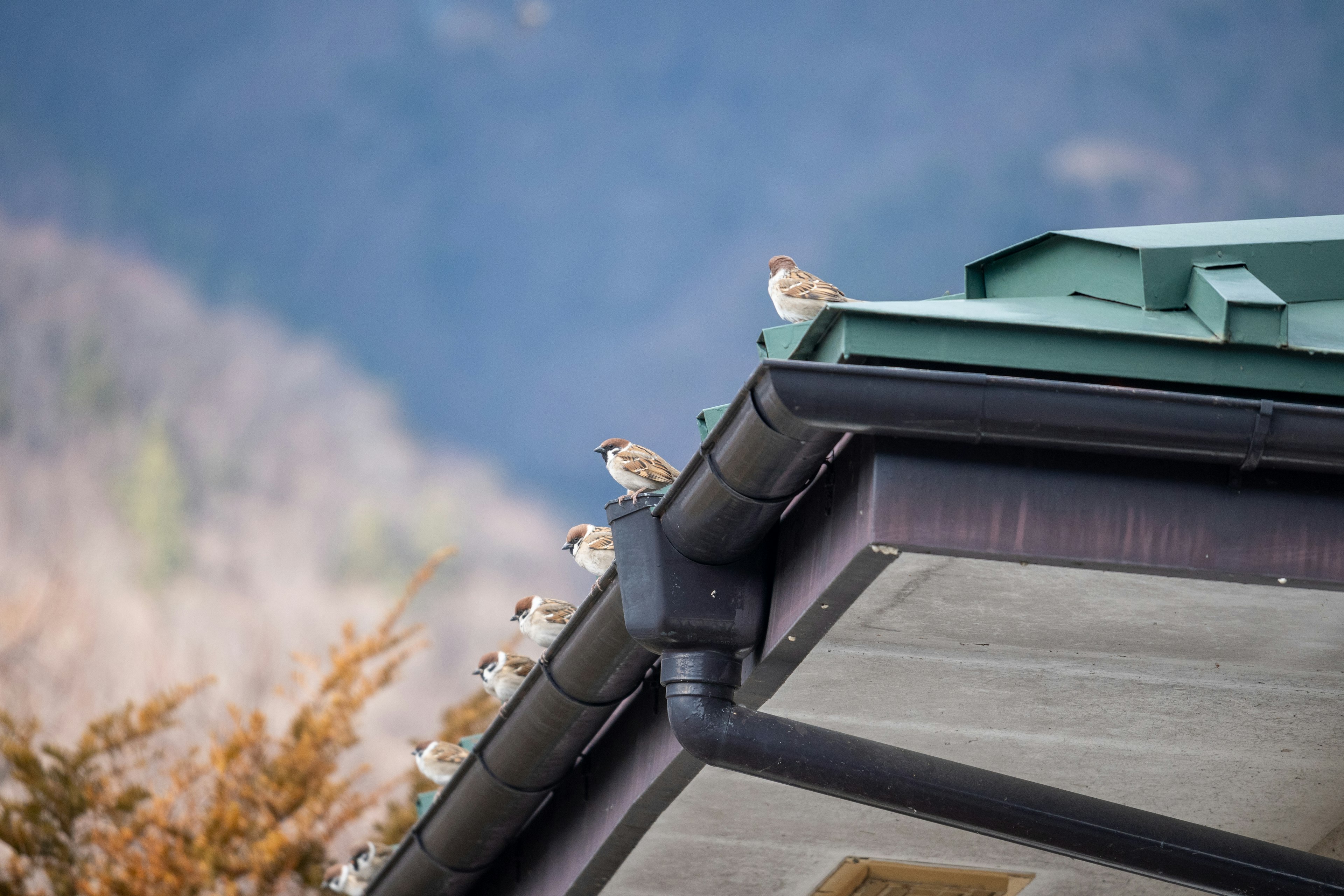 Small birds perched on the edge of a roof with a blue mountain backdrop