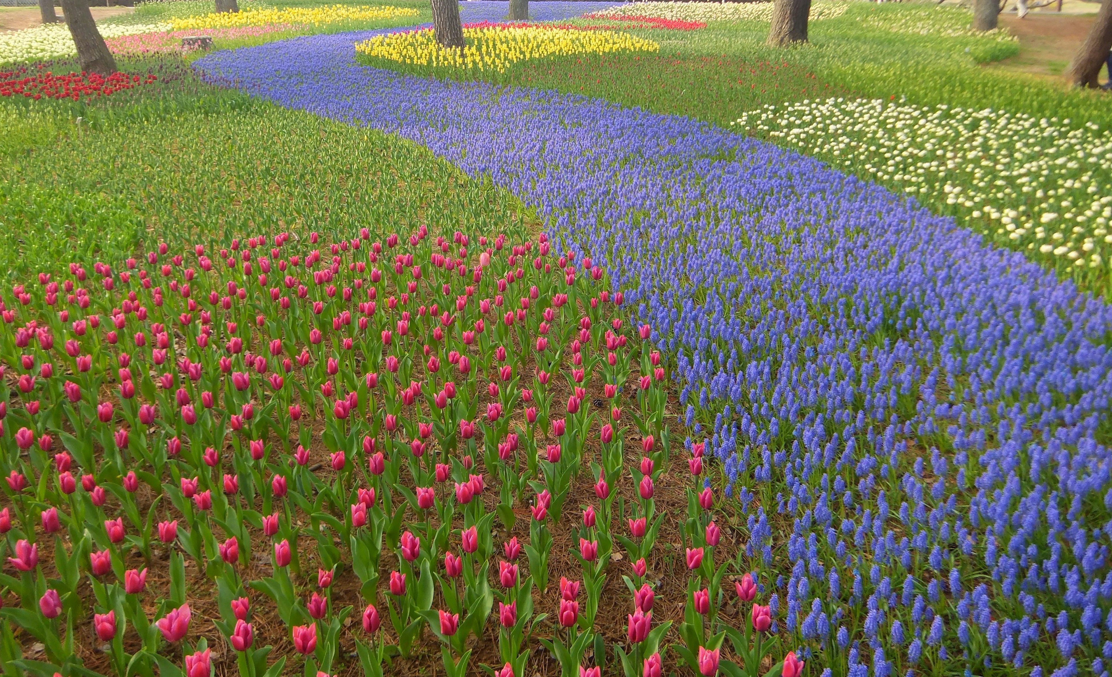 色とりどりの花々が咲く美しい風景に、青い川のような小道が見える