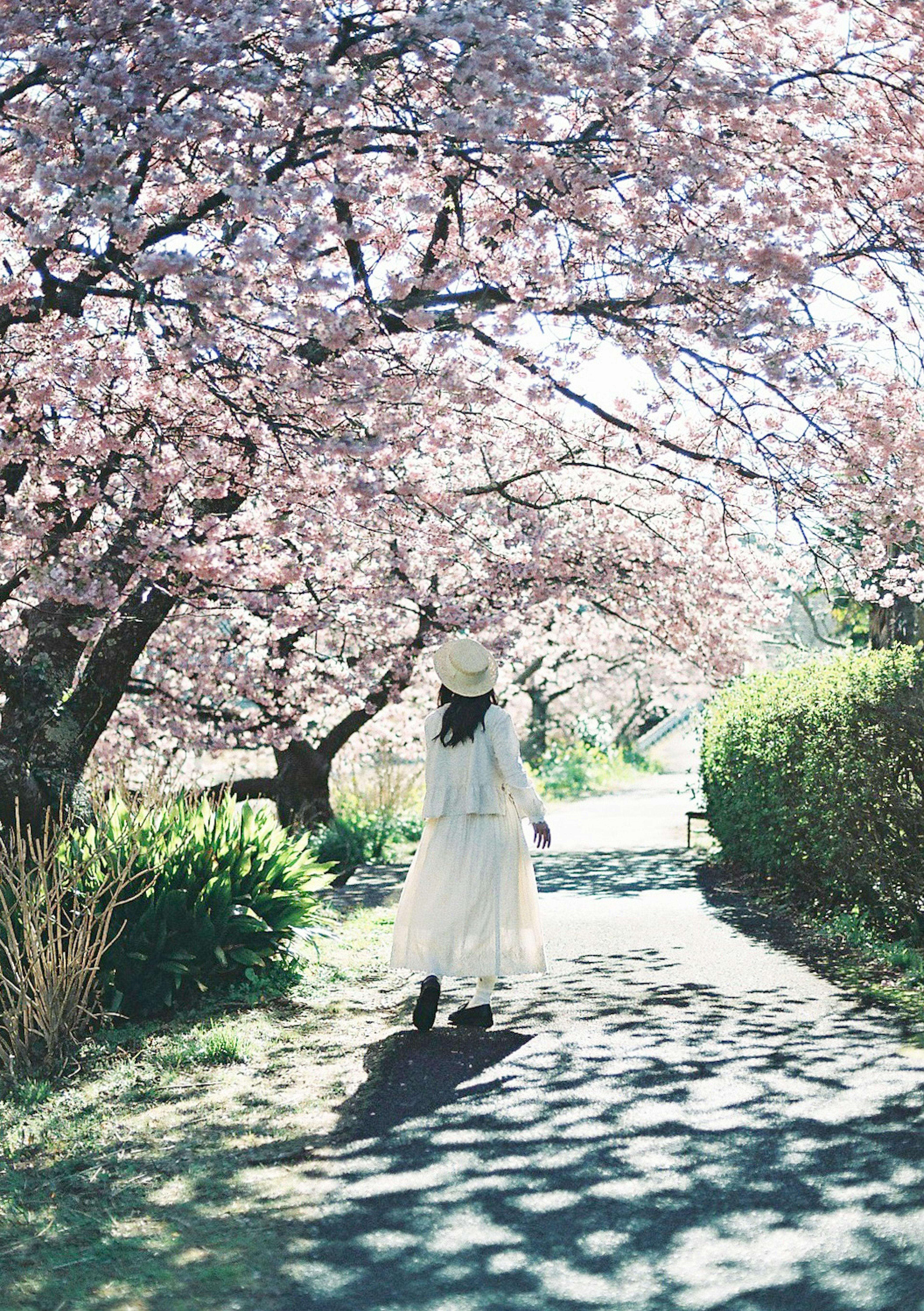 桜の木の下を歩く白いドレスの女性の後ろ姿