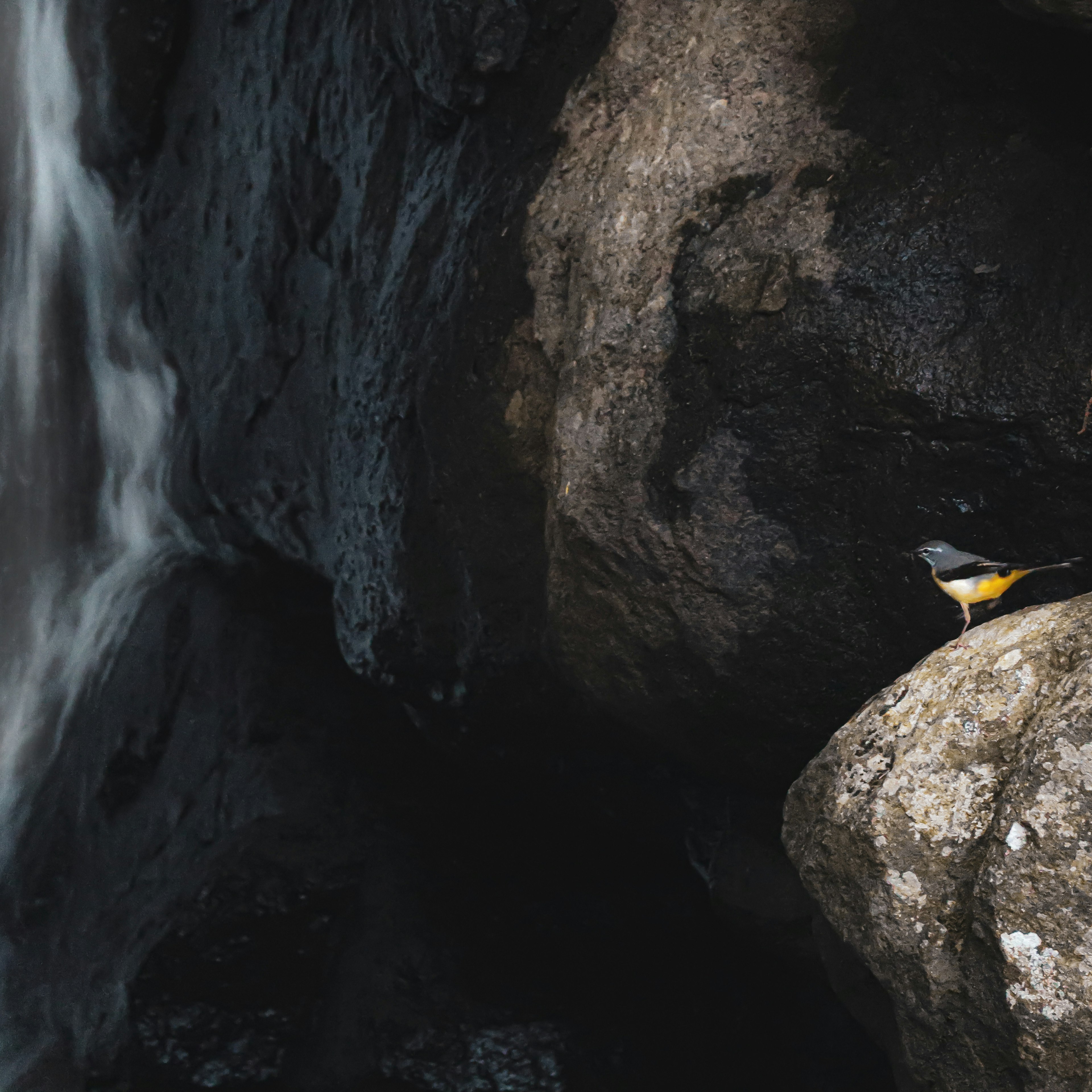 Ein gelber Vogel sitzt auf einem Stein in der Nähe eines Wasserfalls