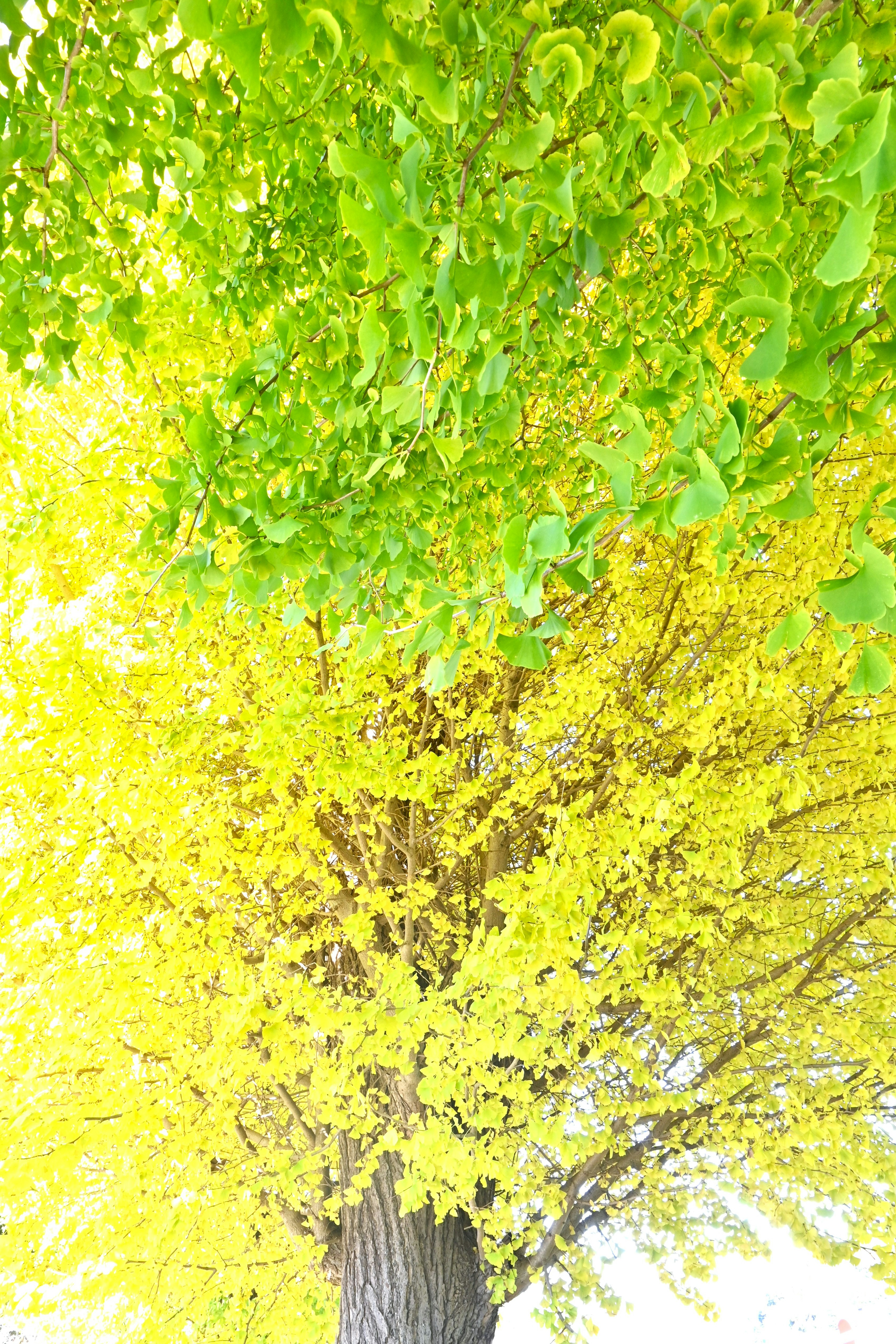 Lebhafter Kontrast von gelben und grünen Blättern an einem Baum