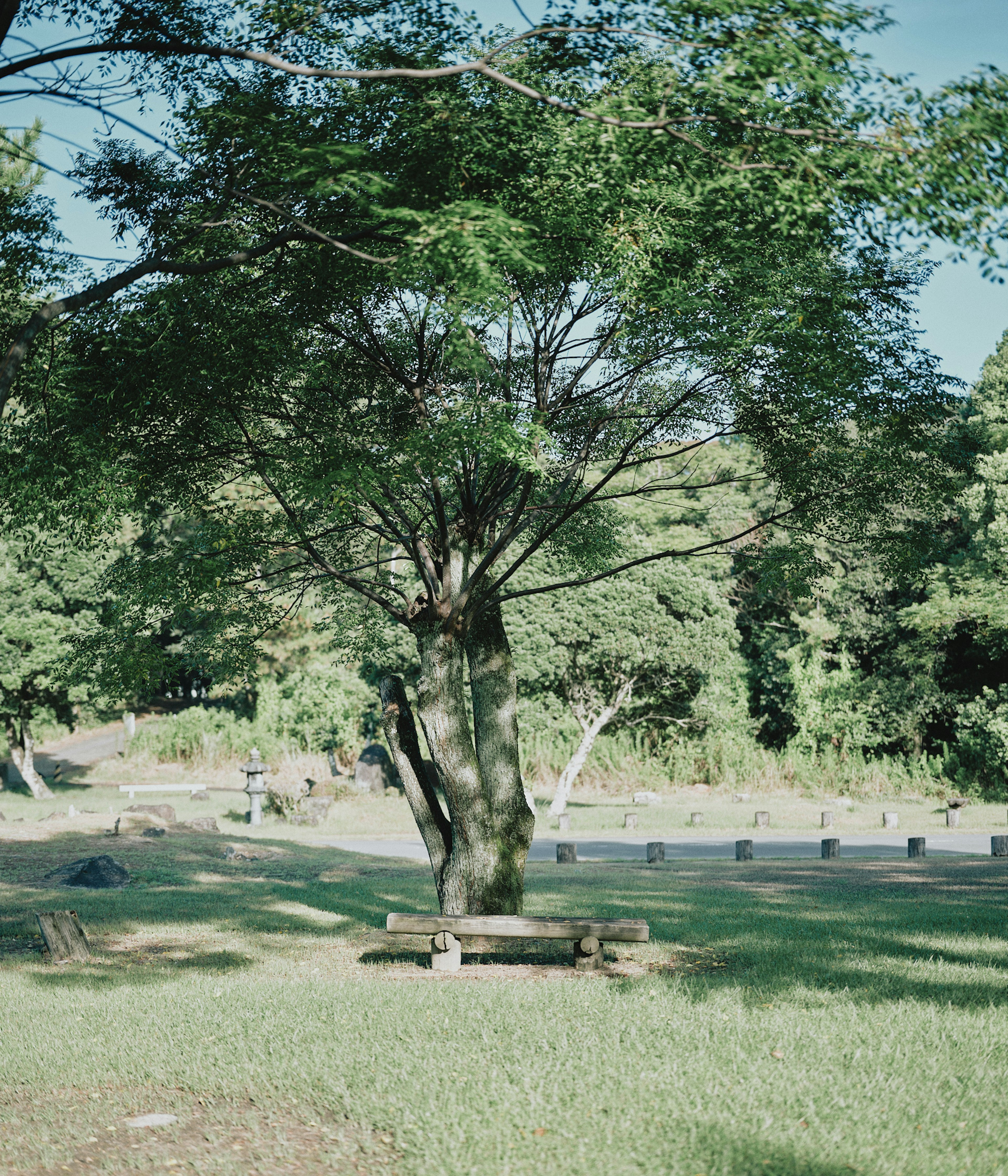 A large tree and a bench in a lush green park