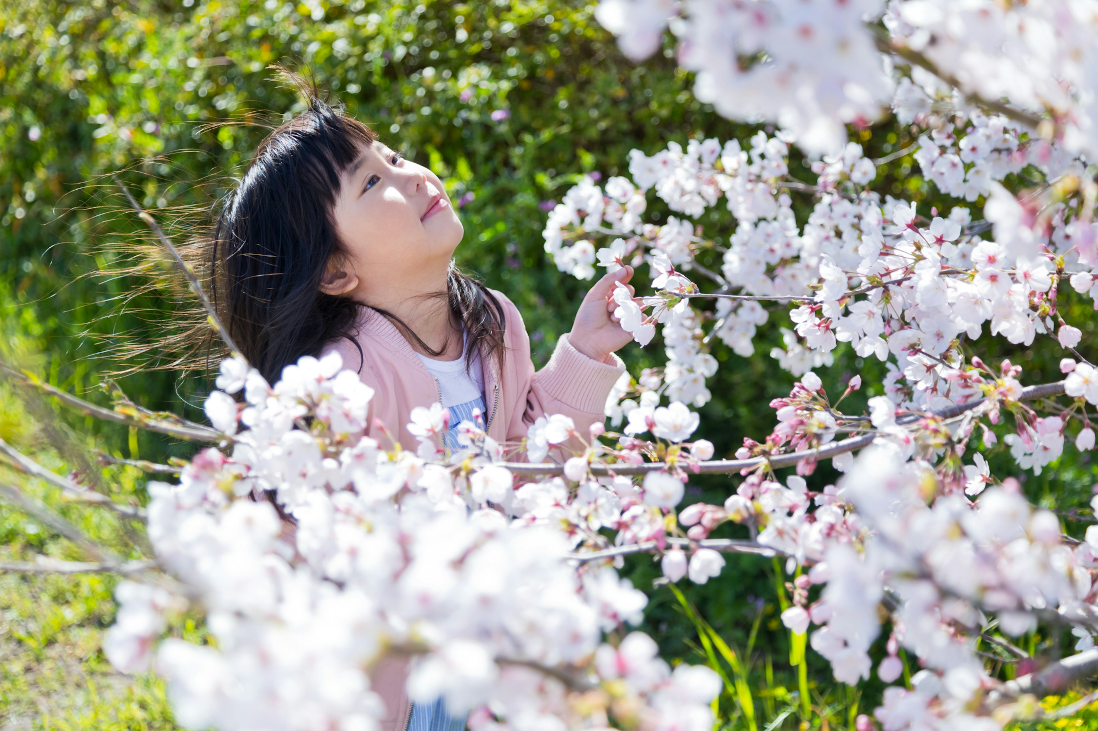 Niña mirando hacia arriba entre flores de cerezo