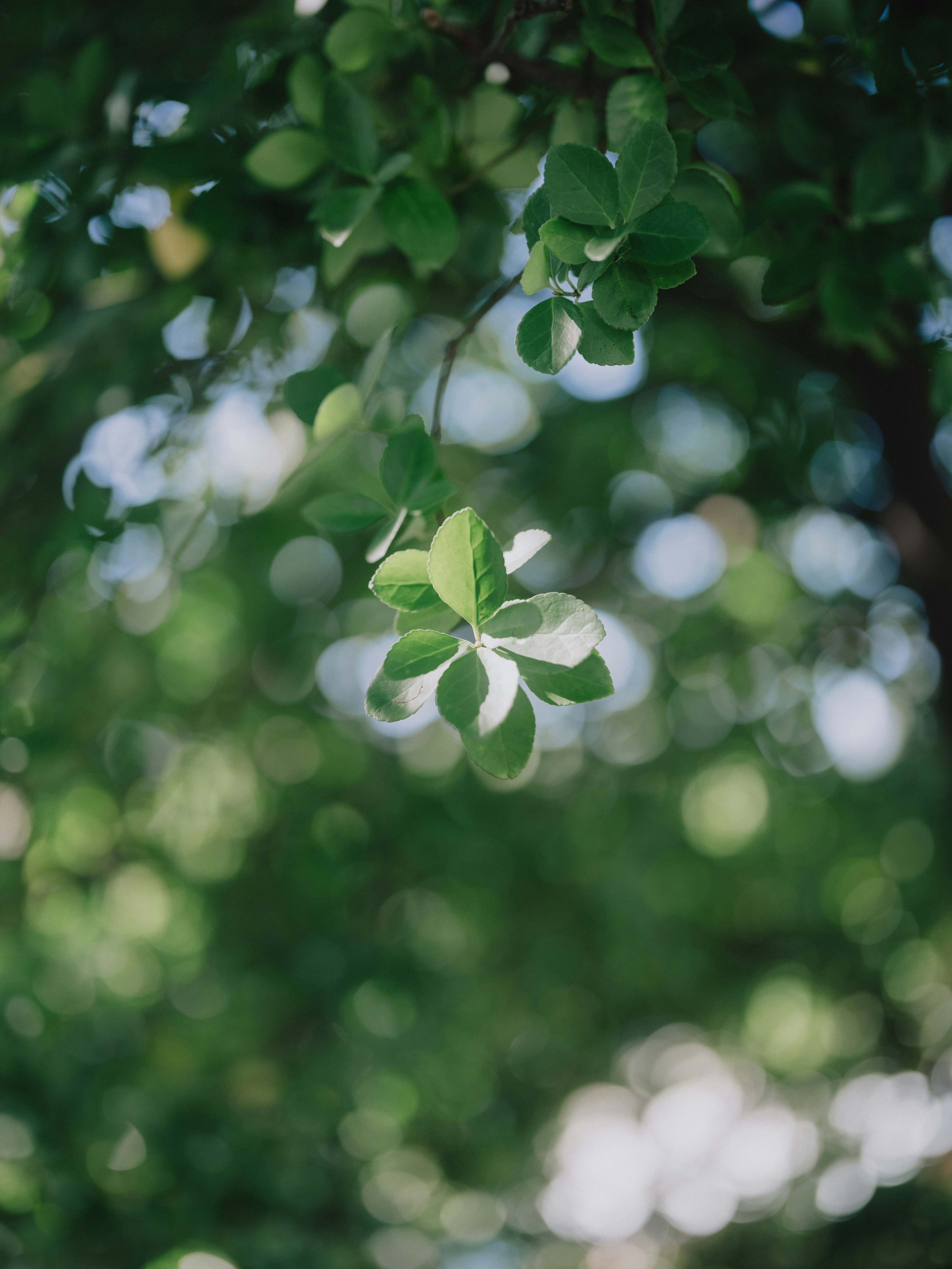 Close-up of vibrant green leaves illuminated by sunlight