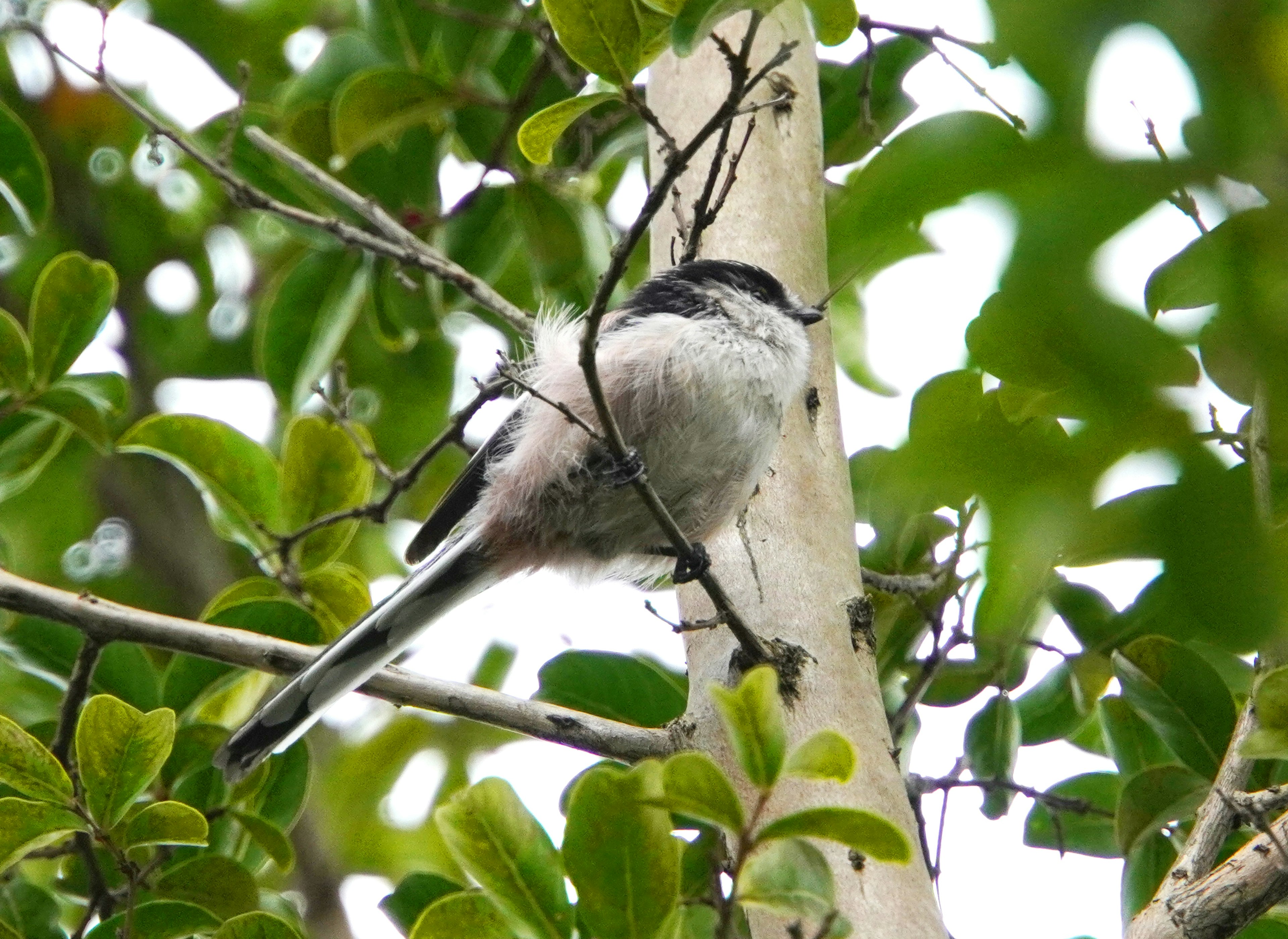 木の枝に止まる小さな鳥の背中が見える緑の葉に囲まれた風景