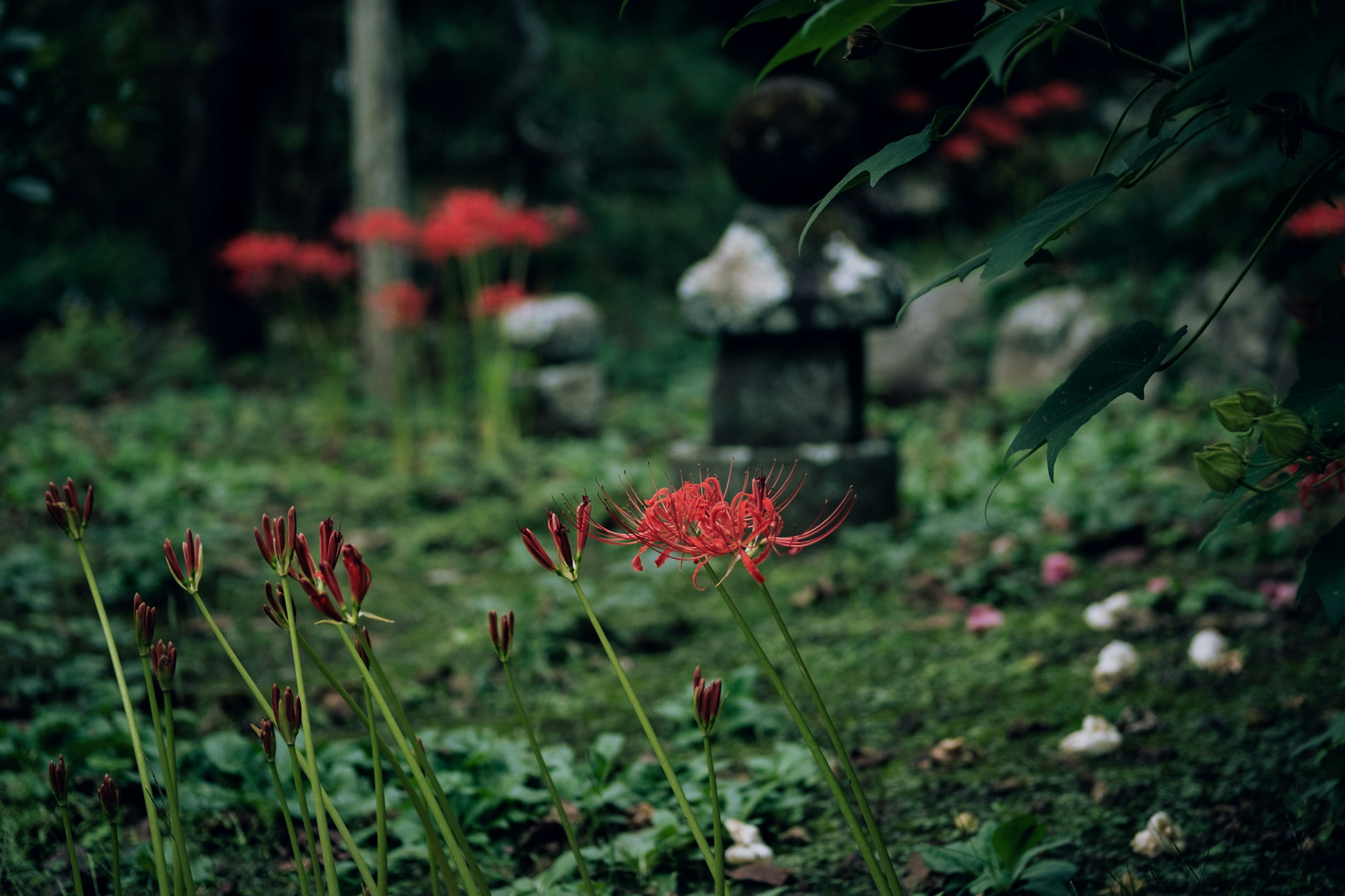 Scène de jardin tranquille avec des lys araignées rouges en fleurs lanterne en pierre en arrière-plan