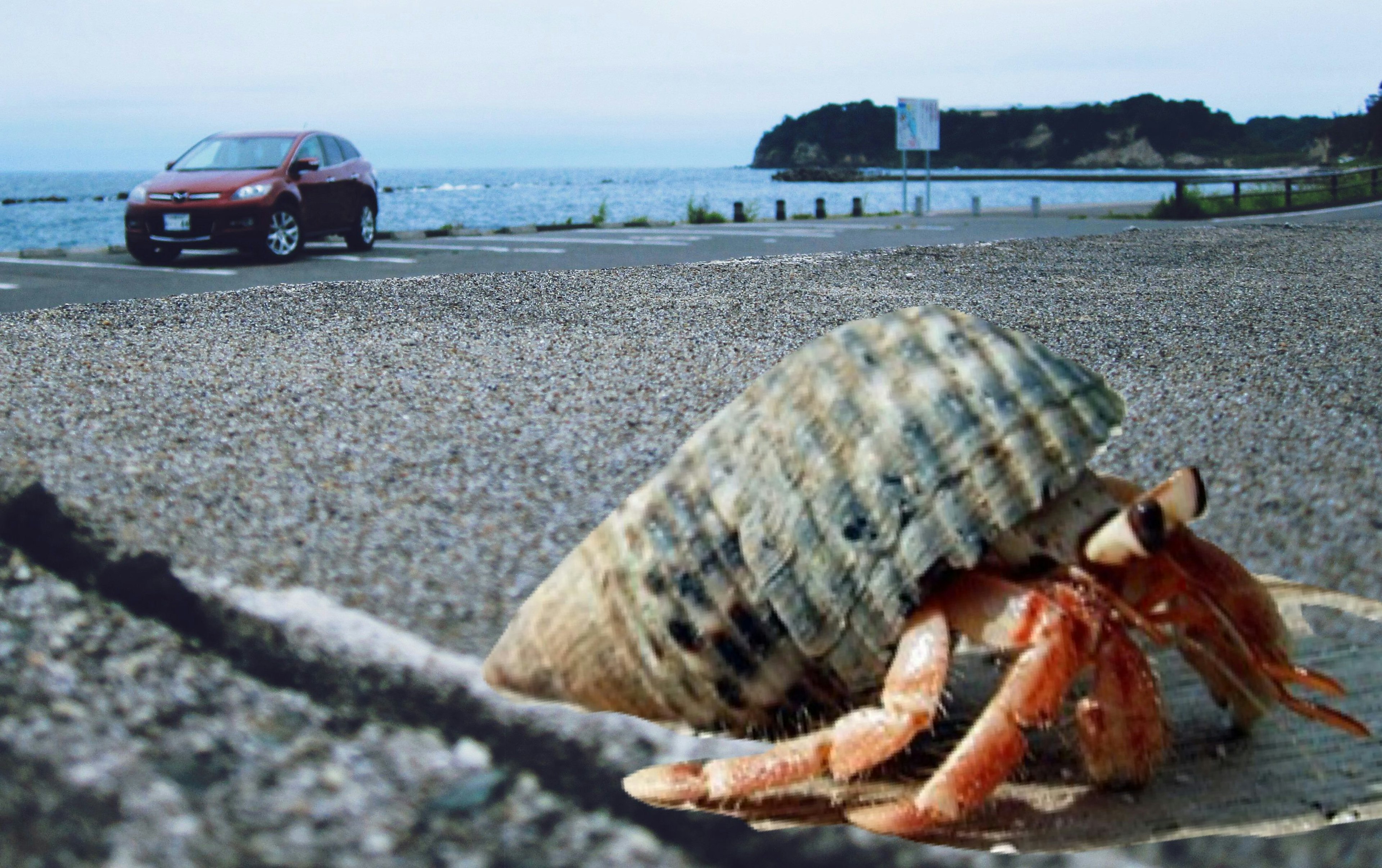 道路にいるヤドカリと海の風景 車が背景に見える