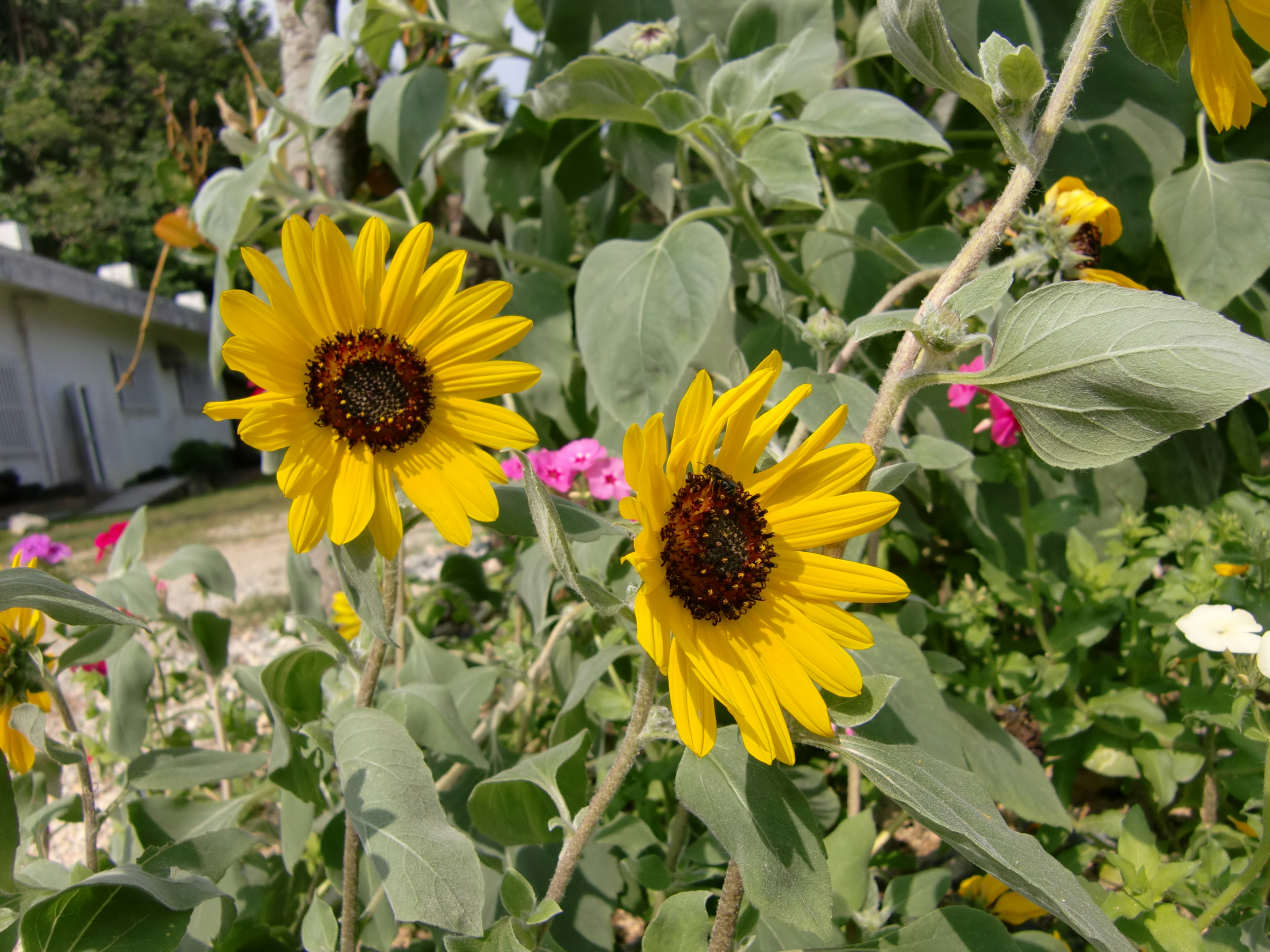 Bright yellow sunflowers blooming in a garden