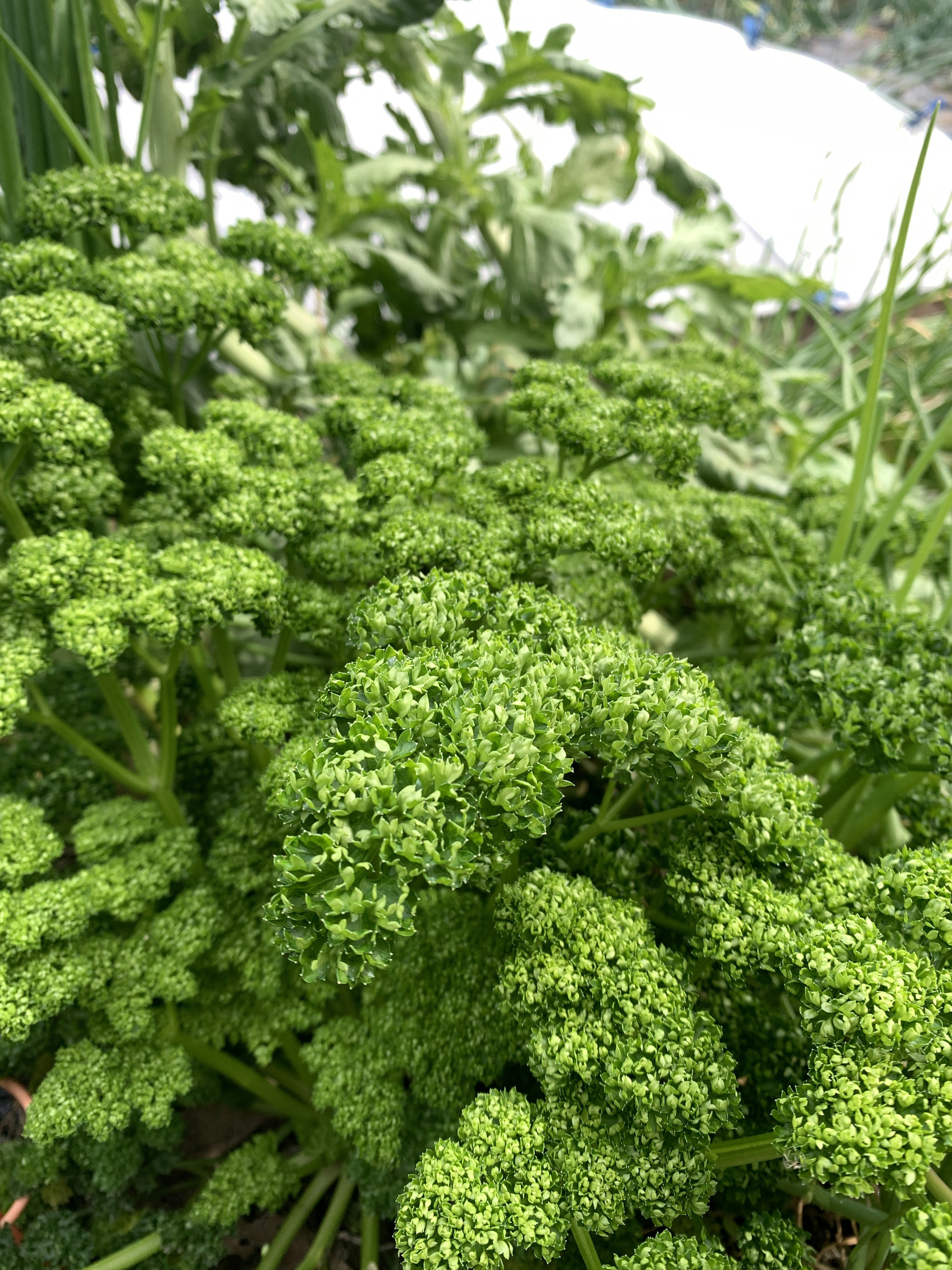 Primo piano di prezzemolo verde brillante con foglie ricche e aspetto sano