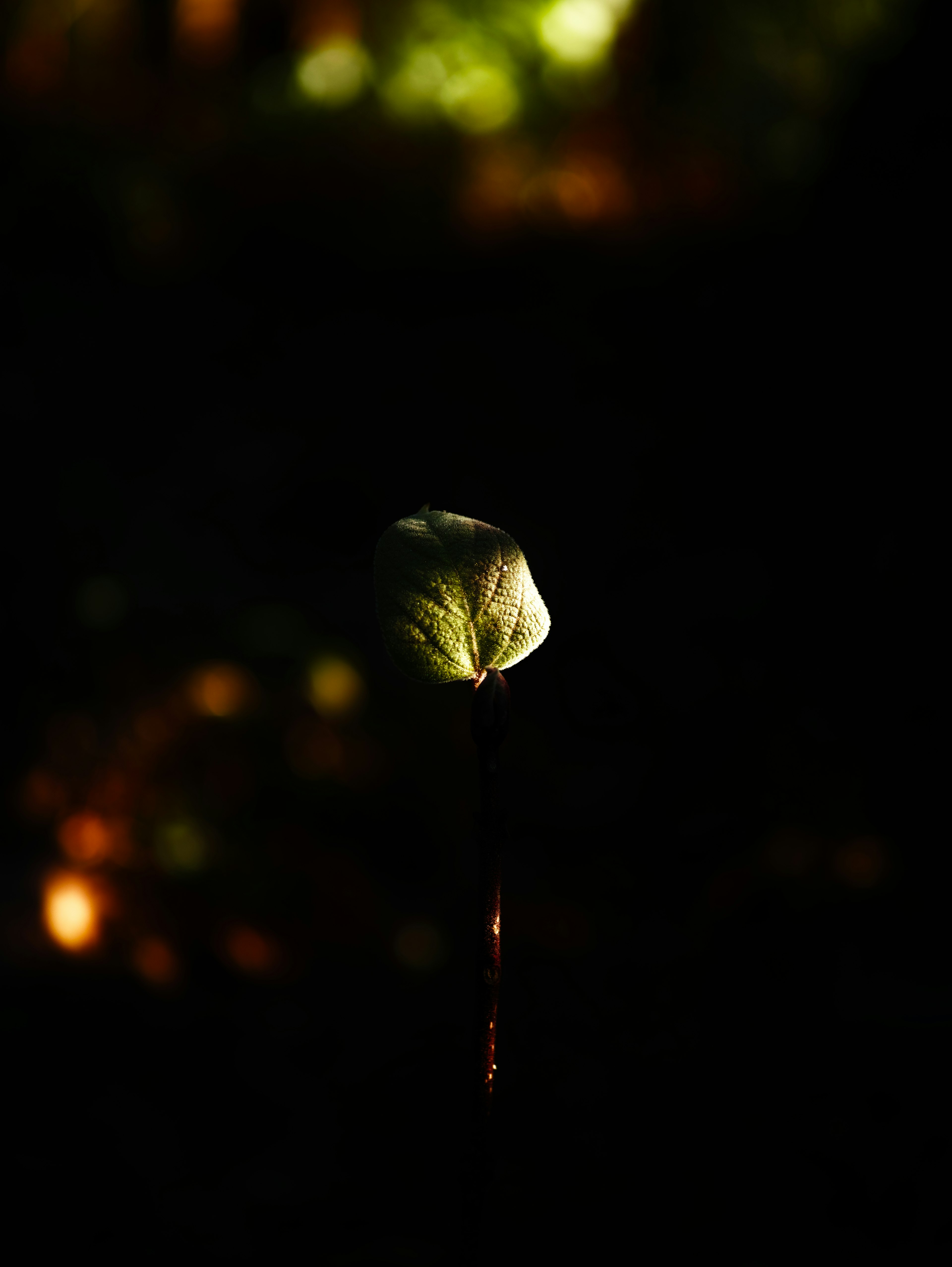 暗闇の中で光る花のつぼみのクローズアップ