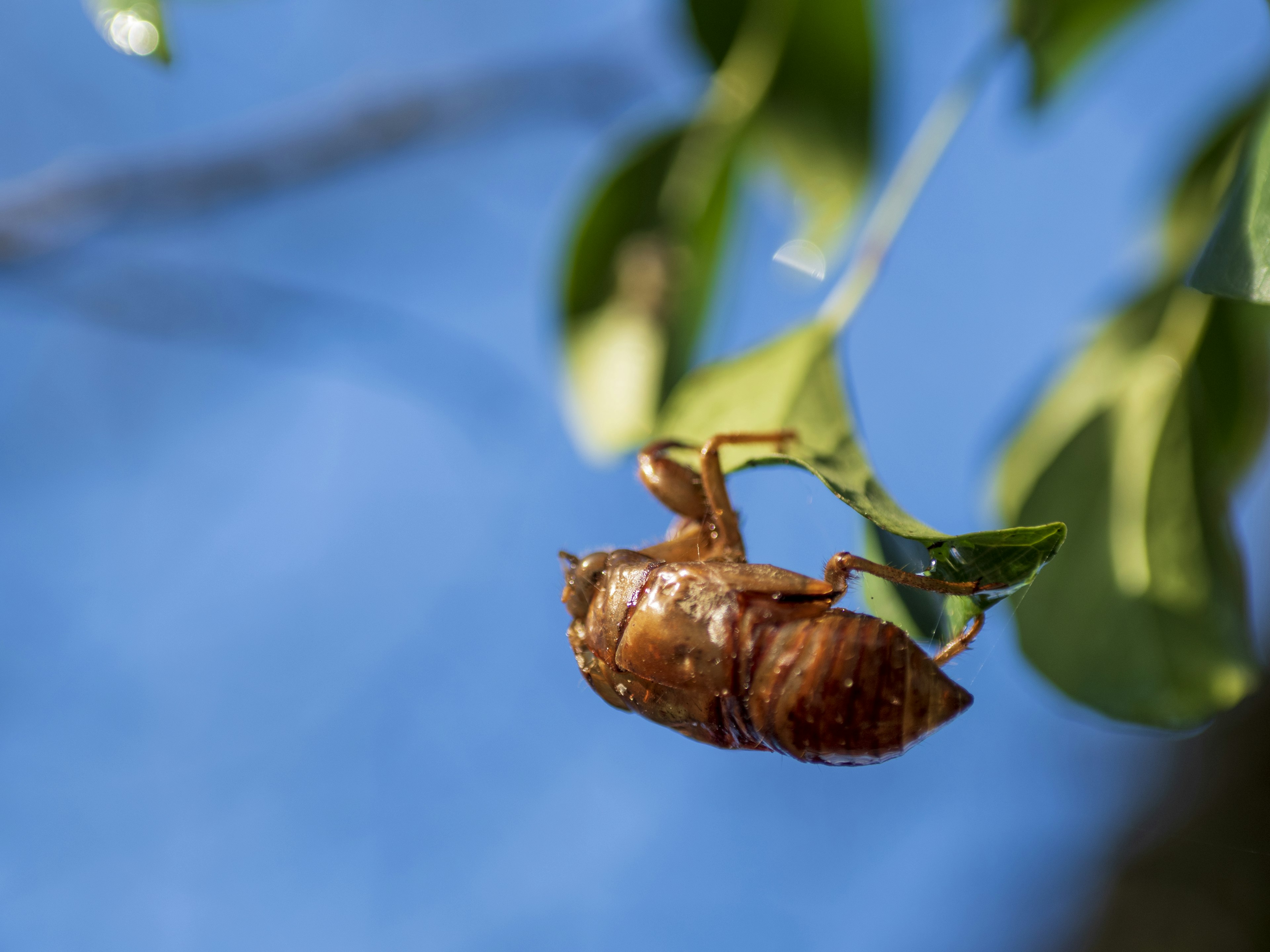 Kulit cicada tergantung di daun di bawah langit biru