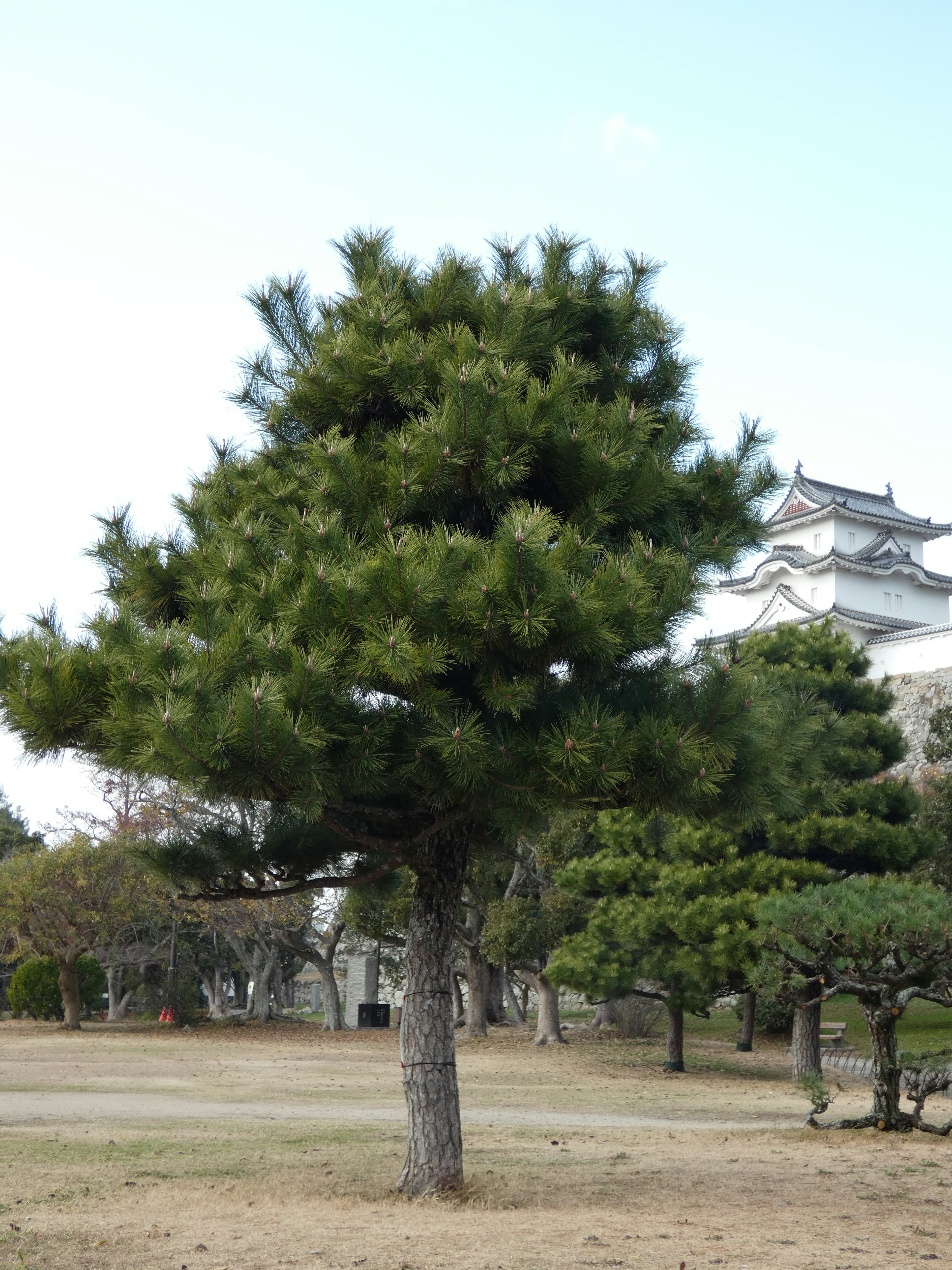 Ein Kieferbaum steht unter einem blauen Himmel