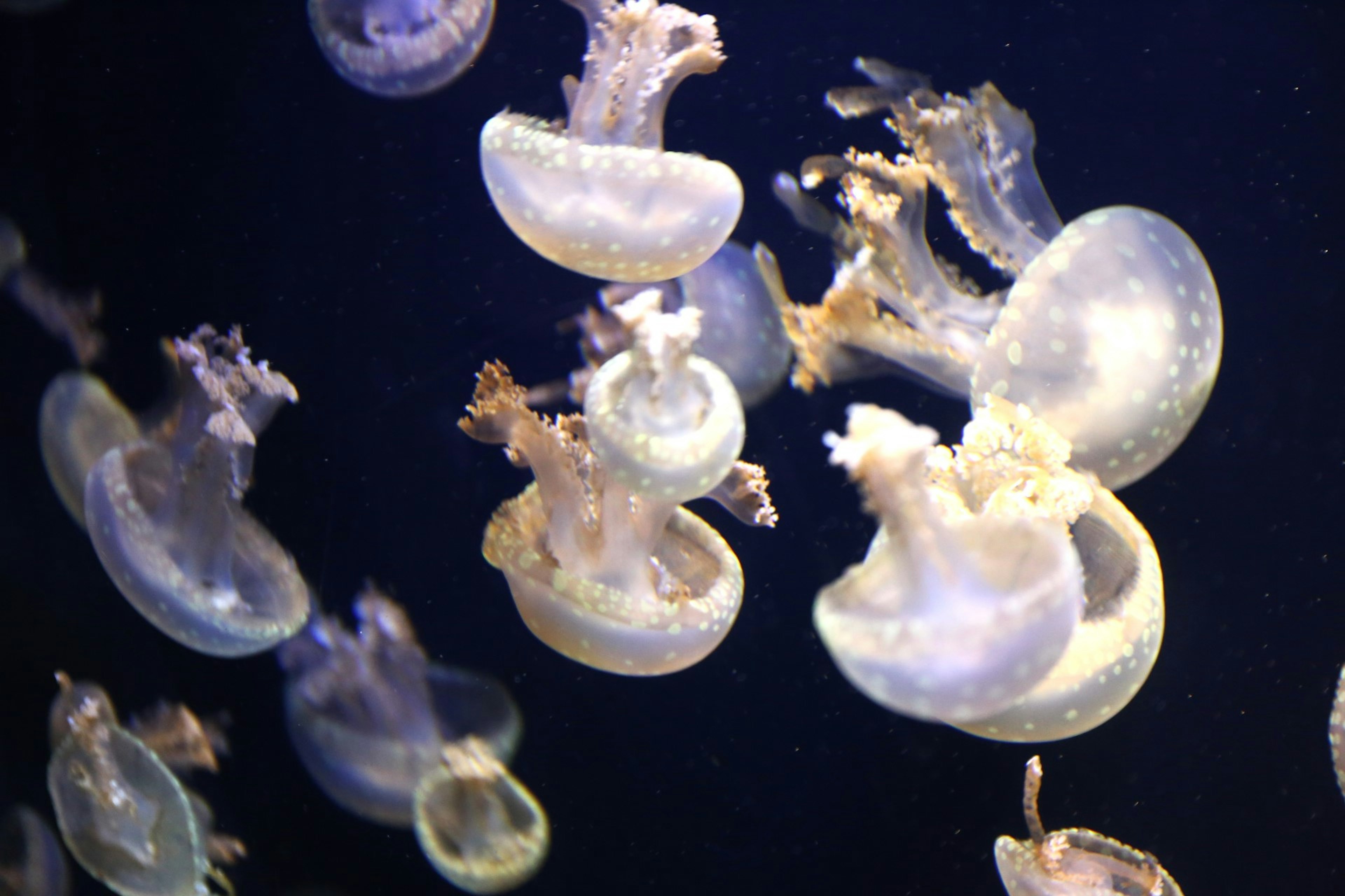 Eine schöne Szene mit transparenten Quallen, die im Wasser treiben