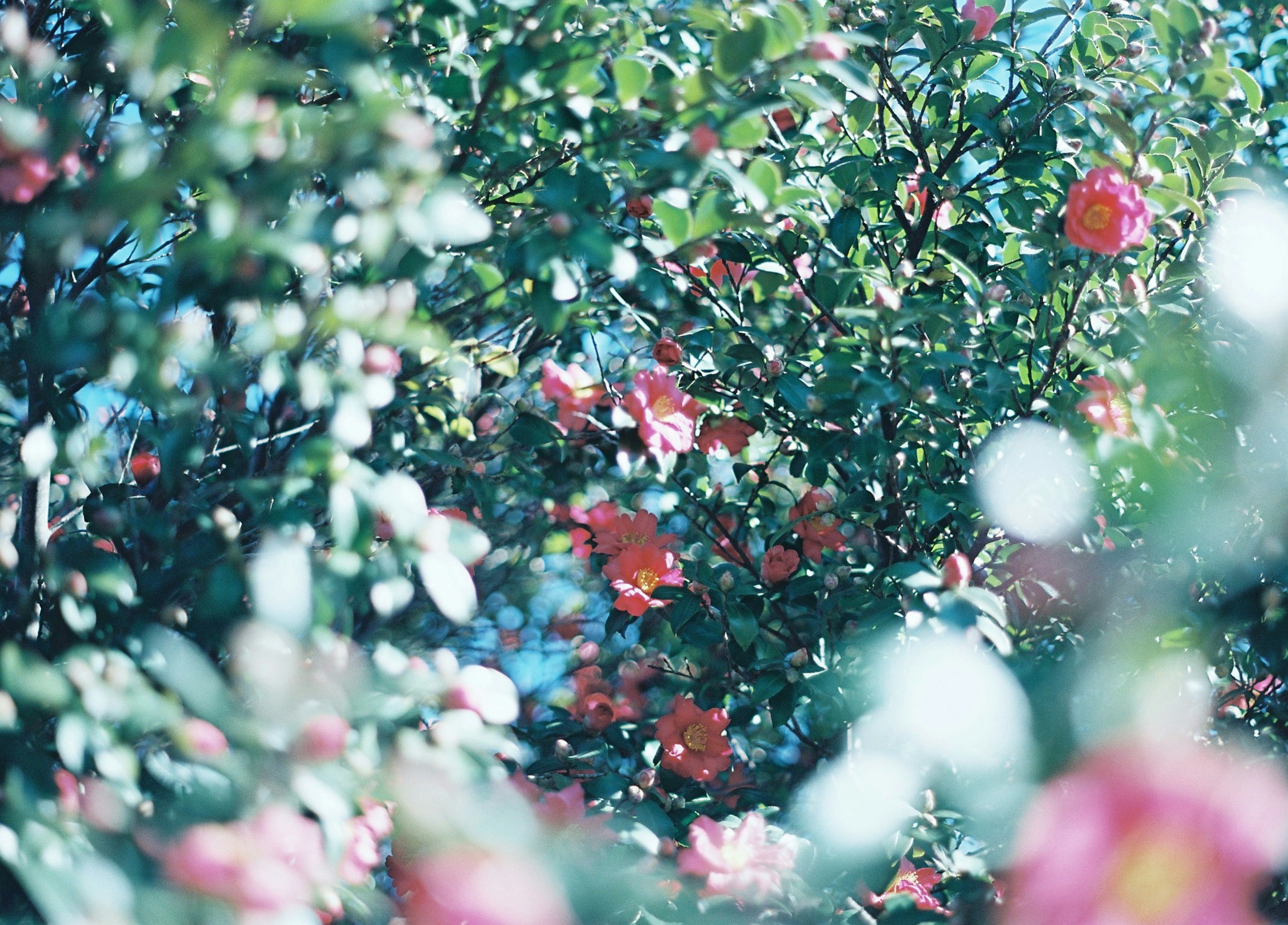 緑の葉と赤い花が広がるブッシュのぼやけた写真