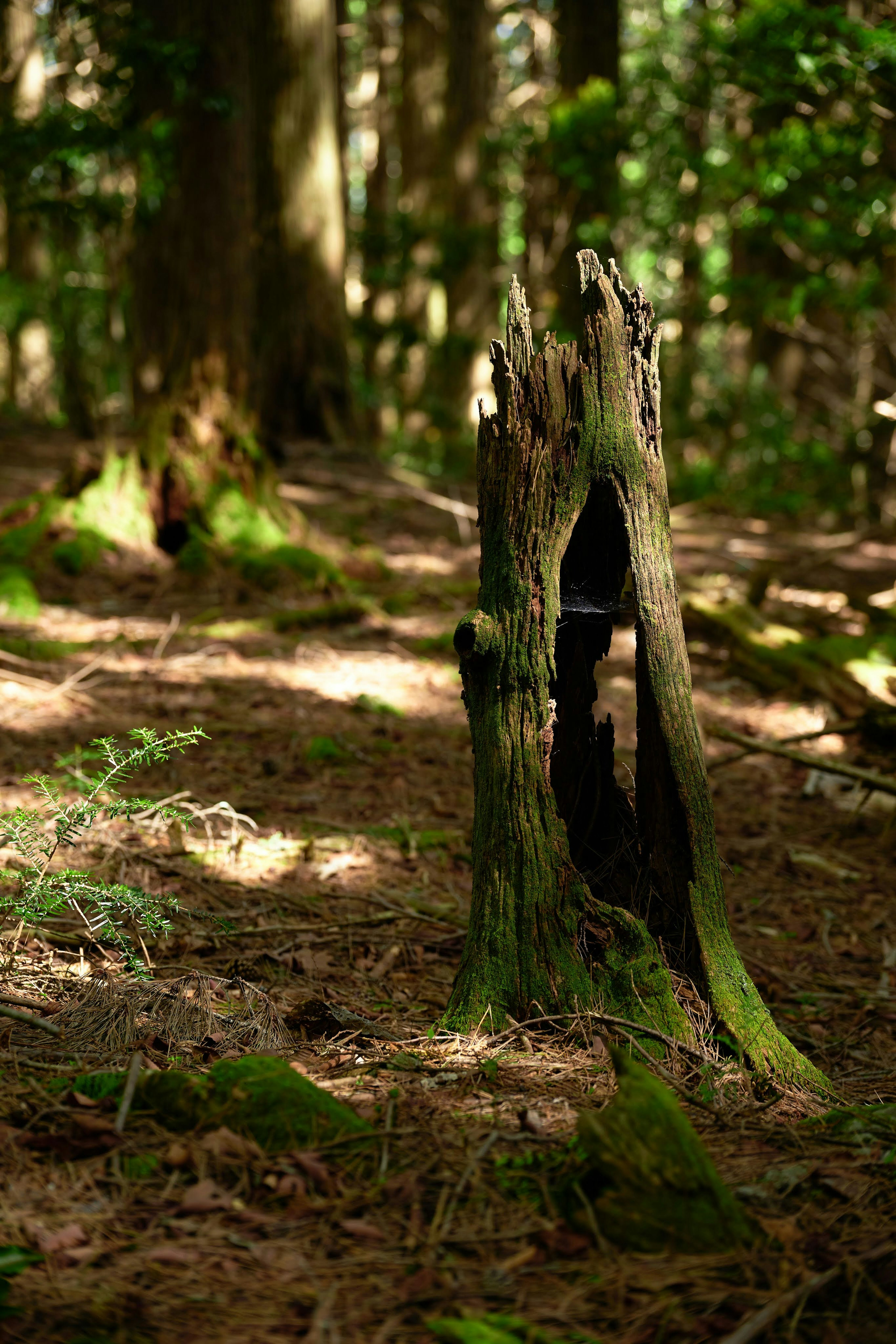 森の中の木の切り株と苔の風景