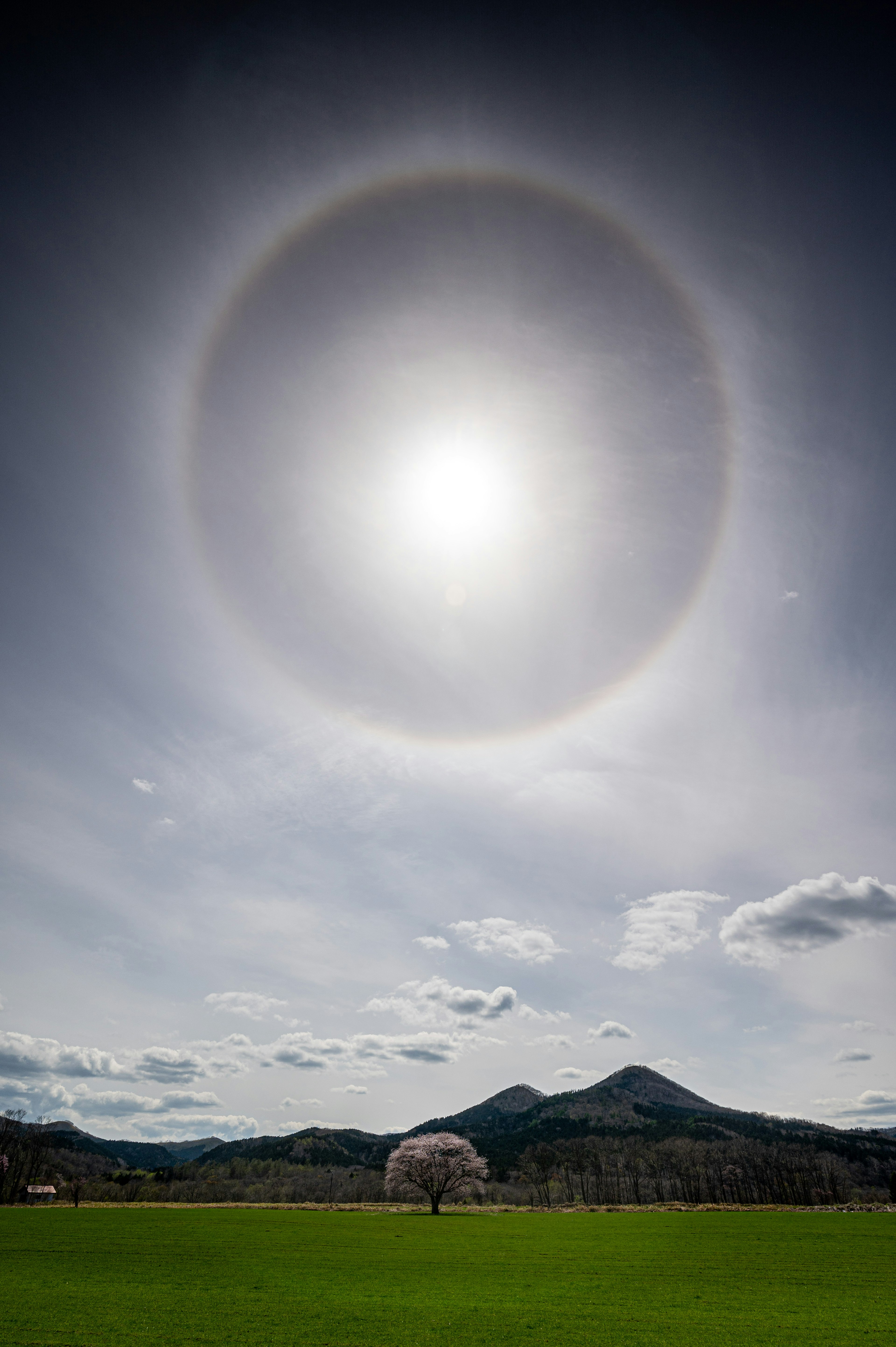 A beautiful landscape with a cherry blossom tree and a large halo around the sun