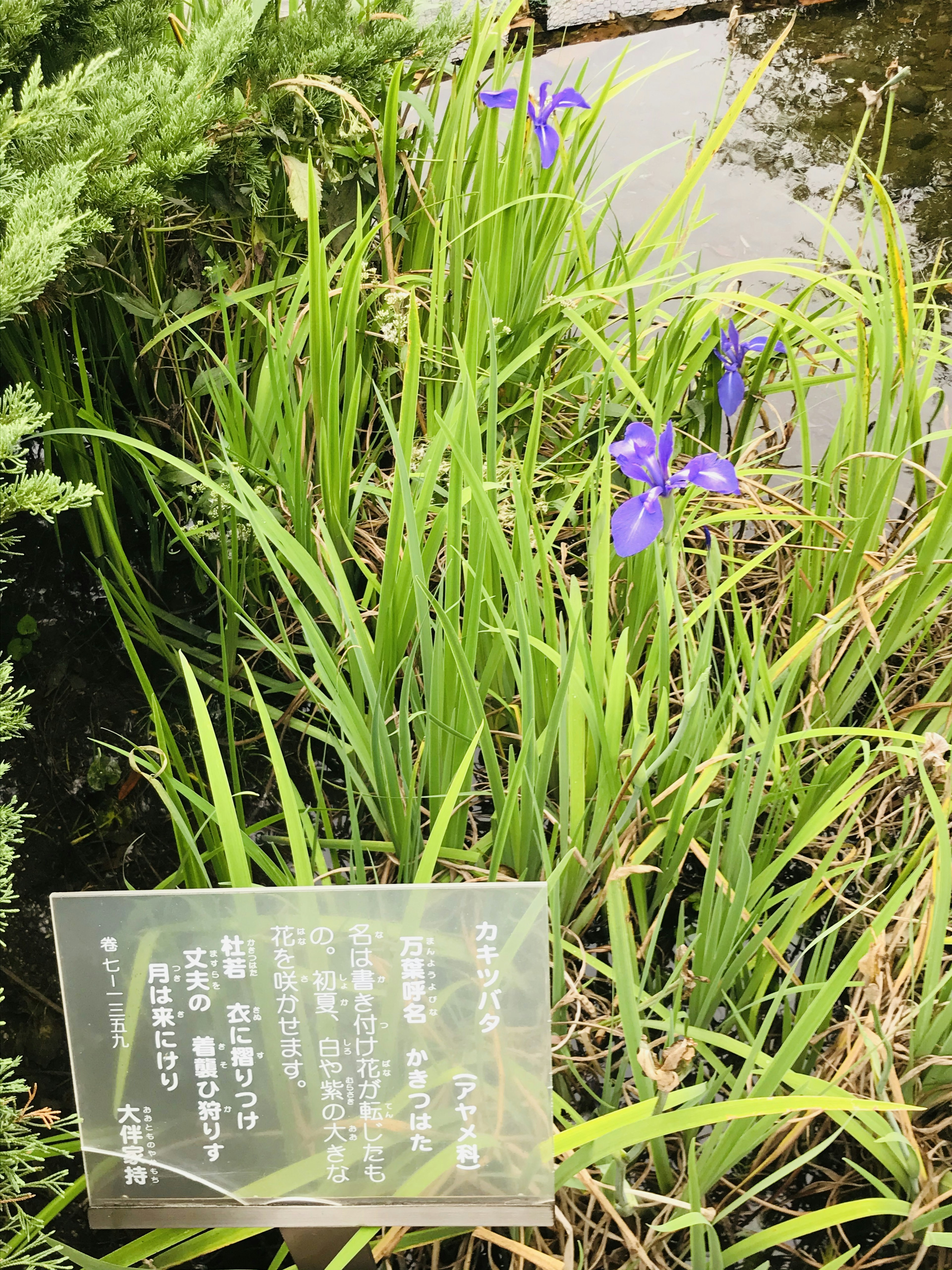 Hierba verde con flores azules y un letrero informativo