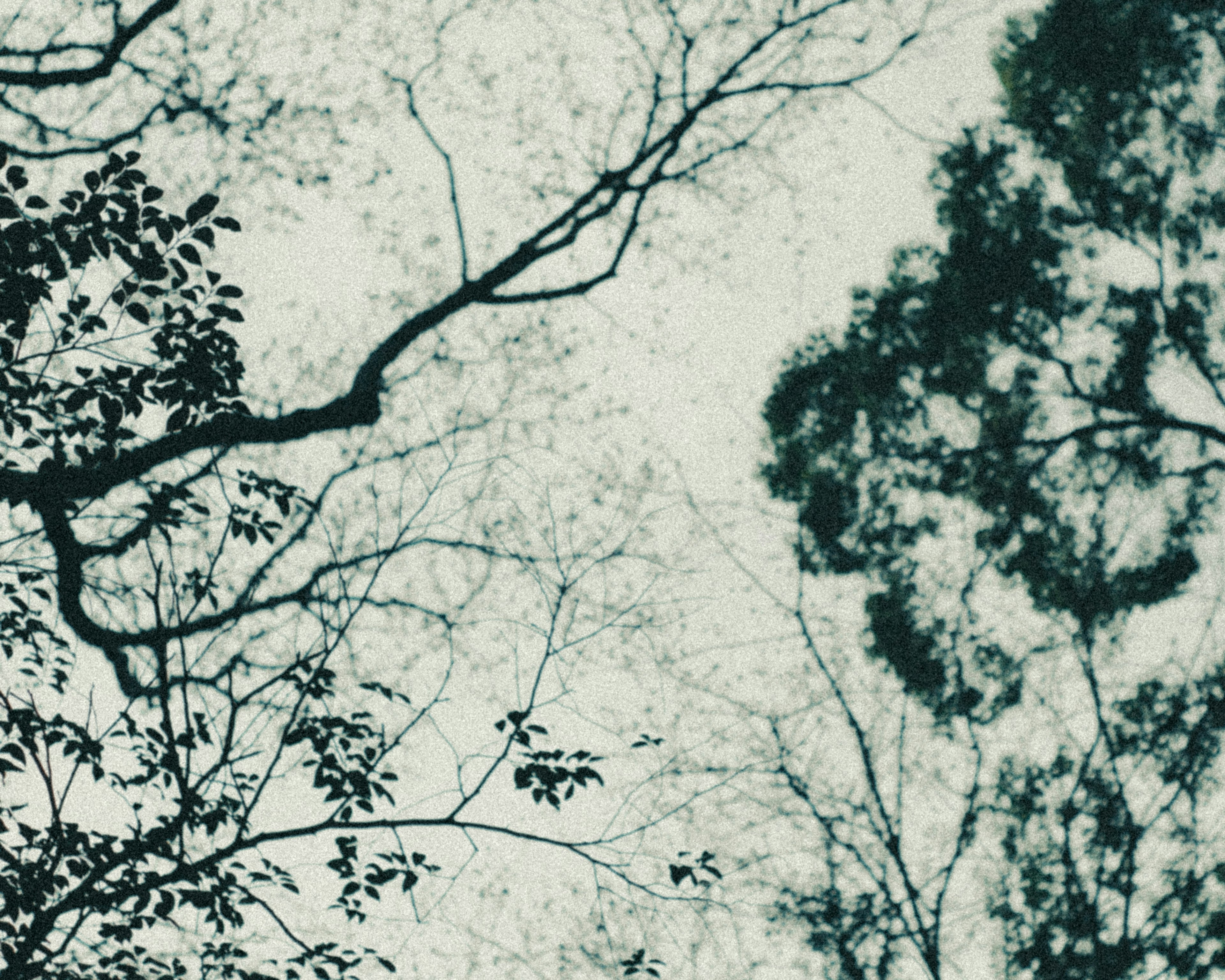 Silhouettes of tree branches and leaves in a misty forest scene