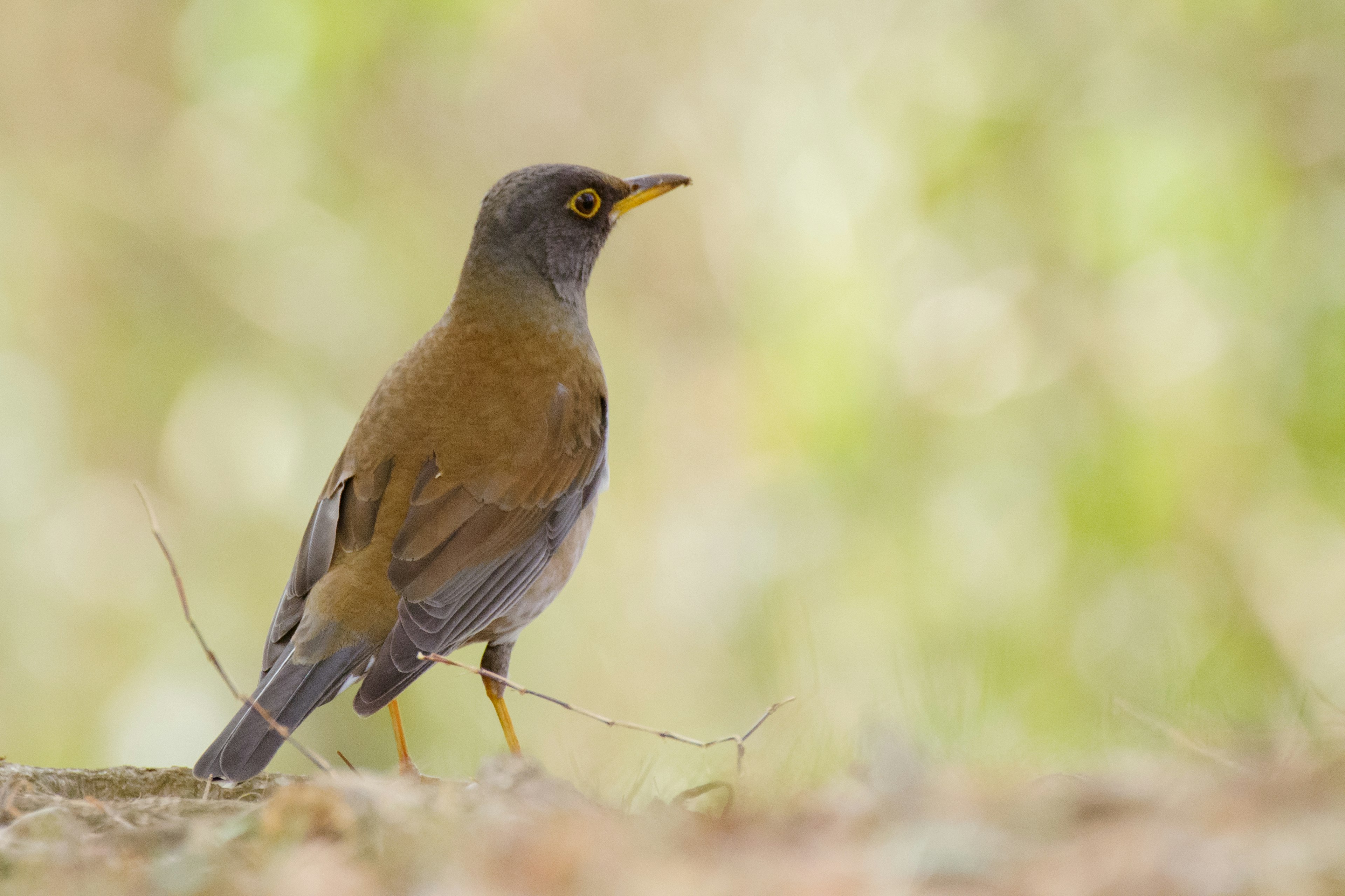 Un uccello con piume blu che si trova in una natura sfocata