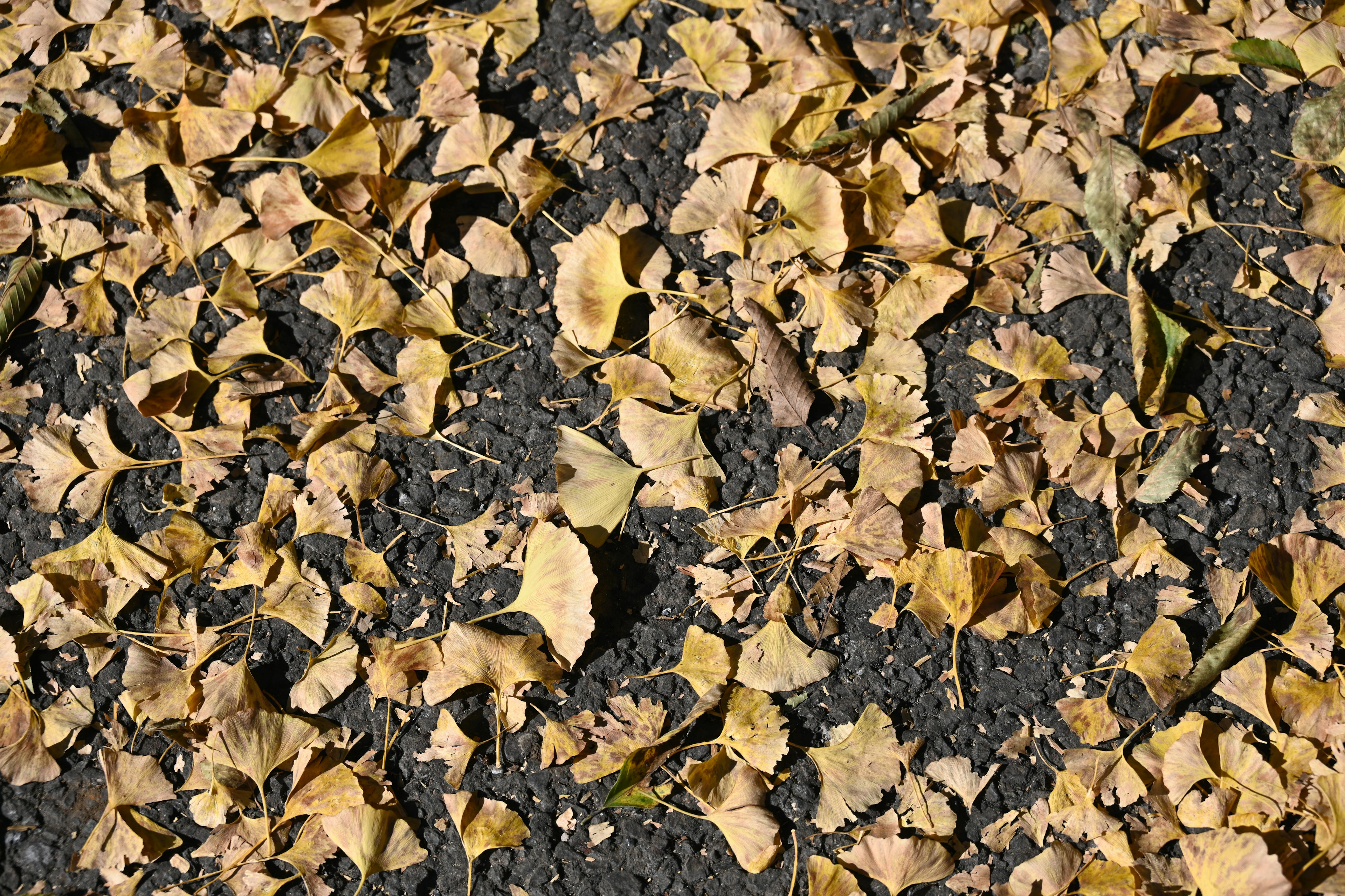 Close-up of yellow fallen leaves scattered on the ground