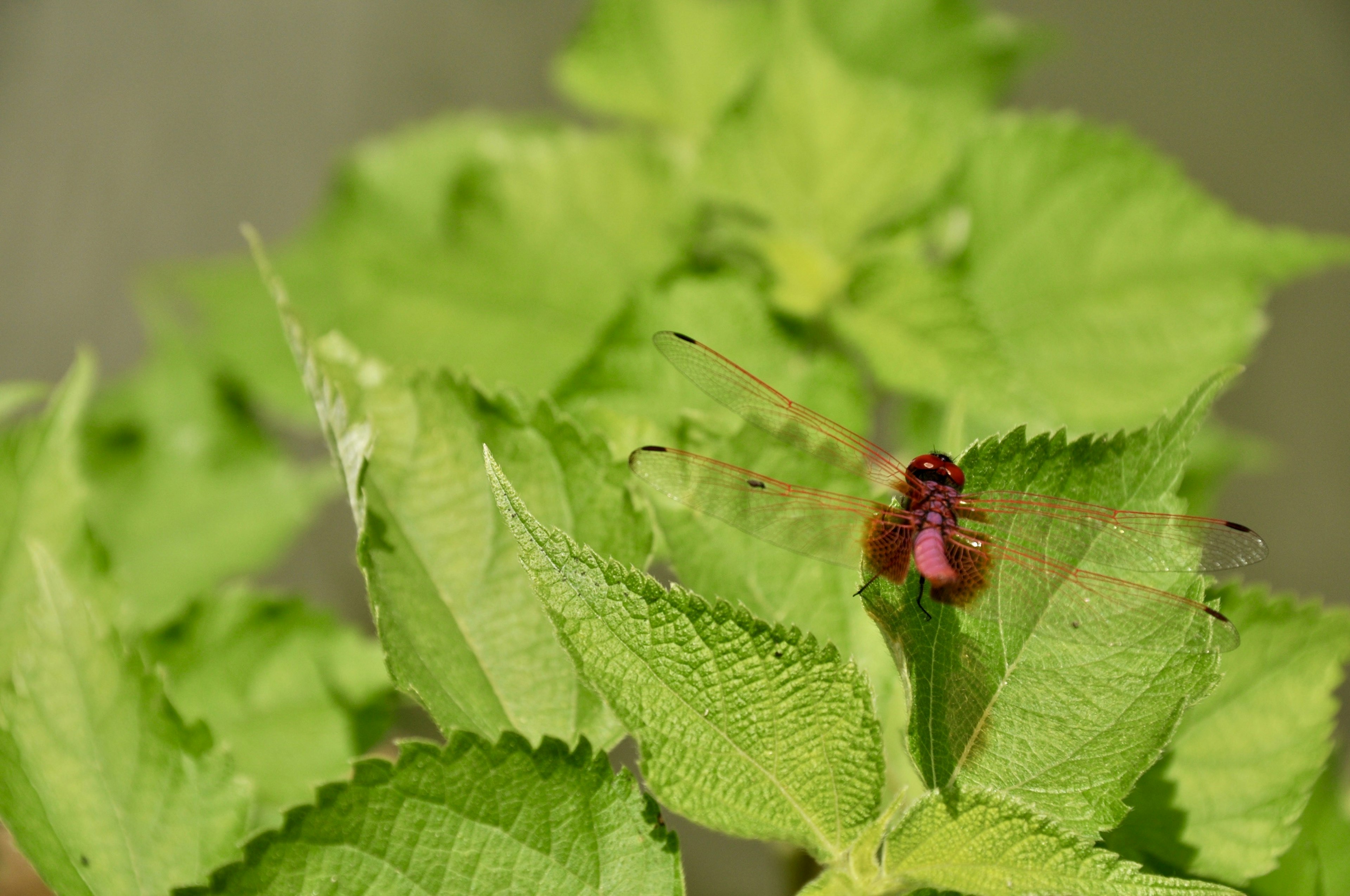 Insecto rojo sobre hojas verdes