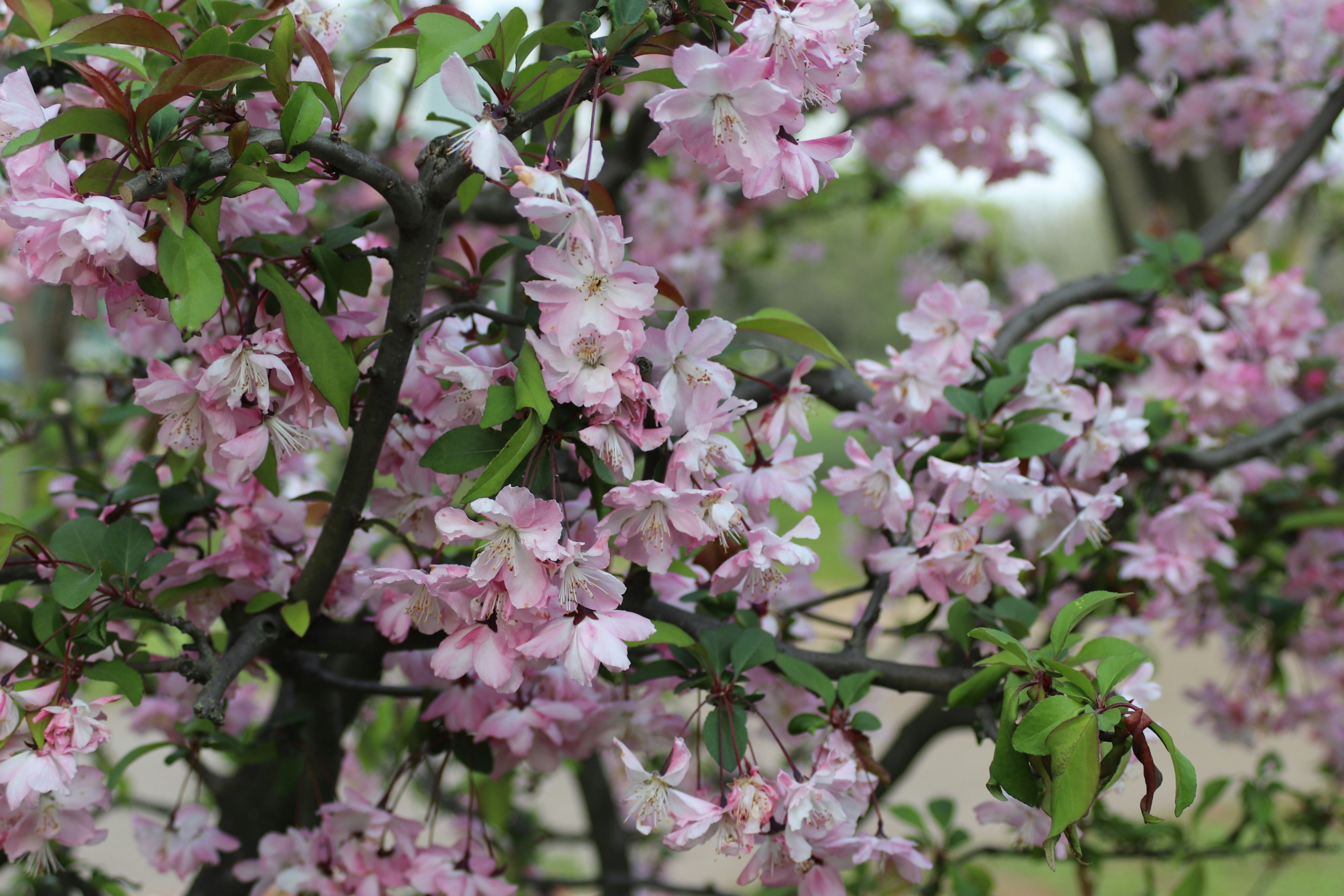 薄いピンクの花が咲く木の枝のクローズアップ