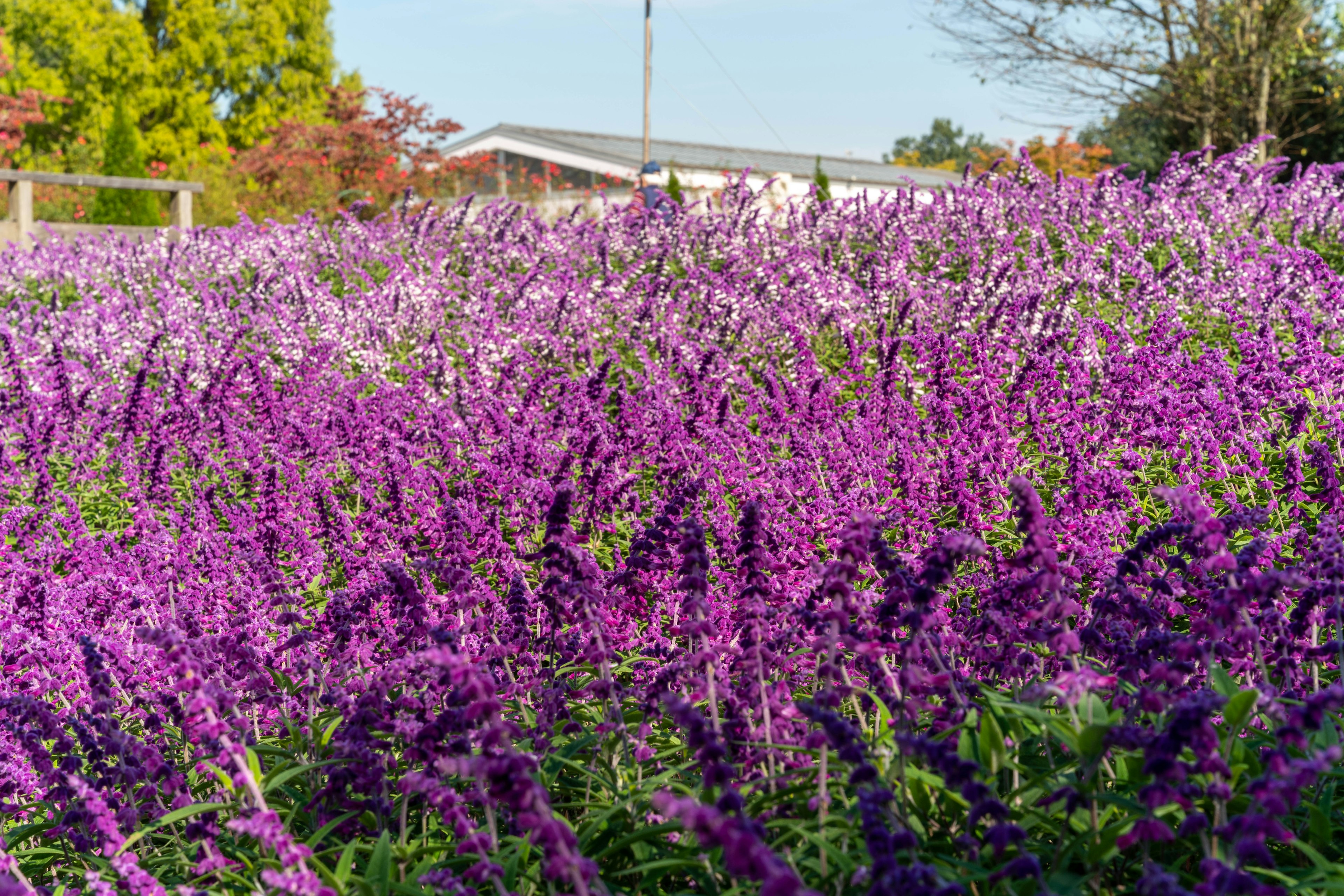 Großes Feld mit lila Blumen und einem Gebäude im Hintergrund