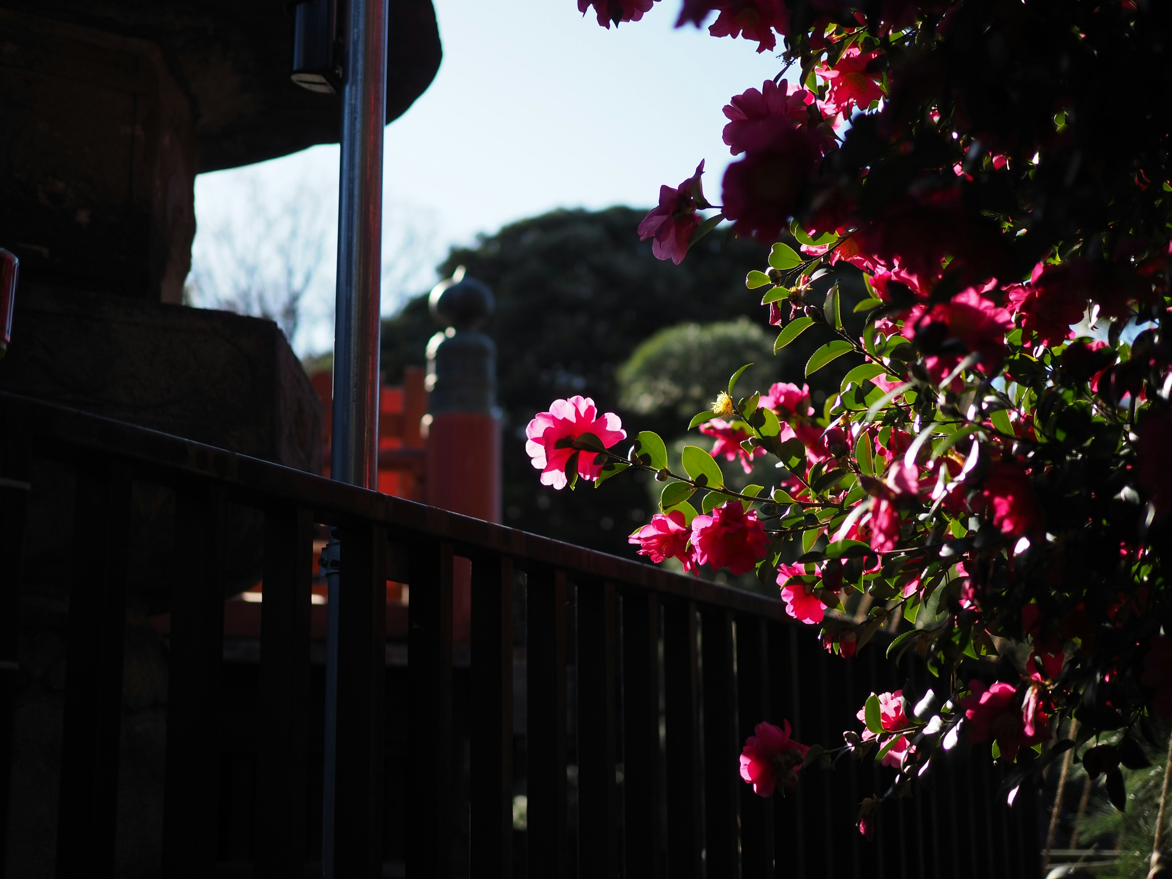 色鮮やかな花が咲くフェンスと背景にある風景