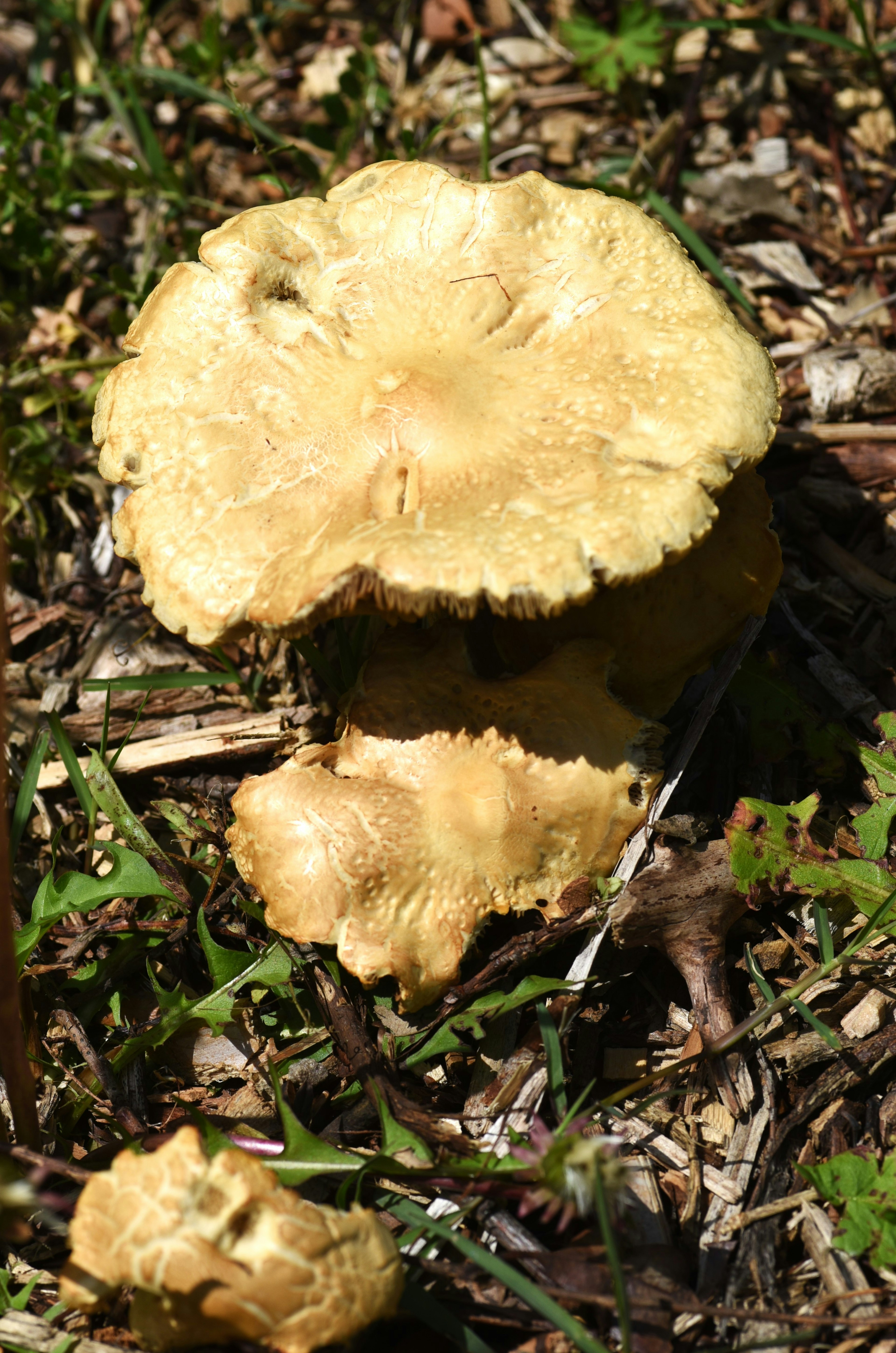 Imagen de un hongo amarillo creciendo en el suelo