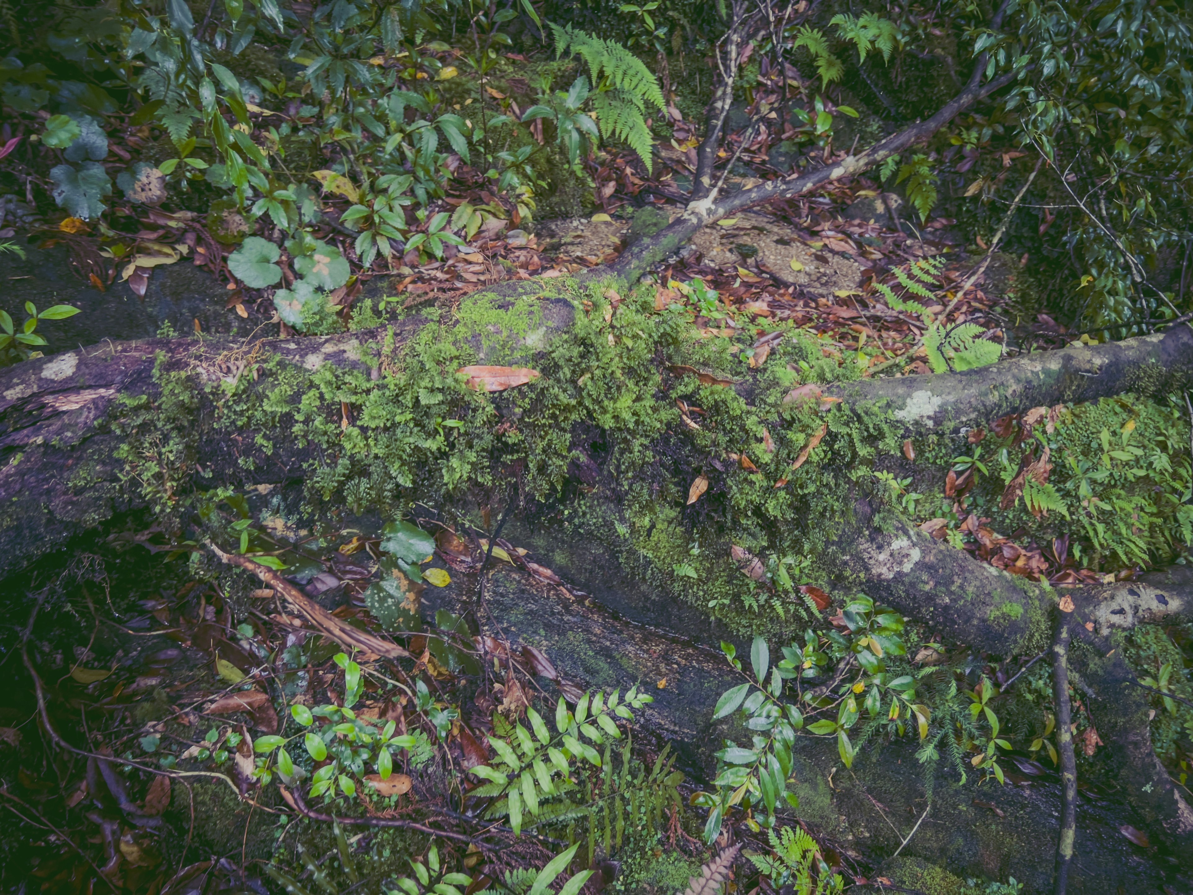 Moosbedeckter umgefallener Baumstamm umgeben von üppigen grünen Pflanzen in einem feuchten Wald