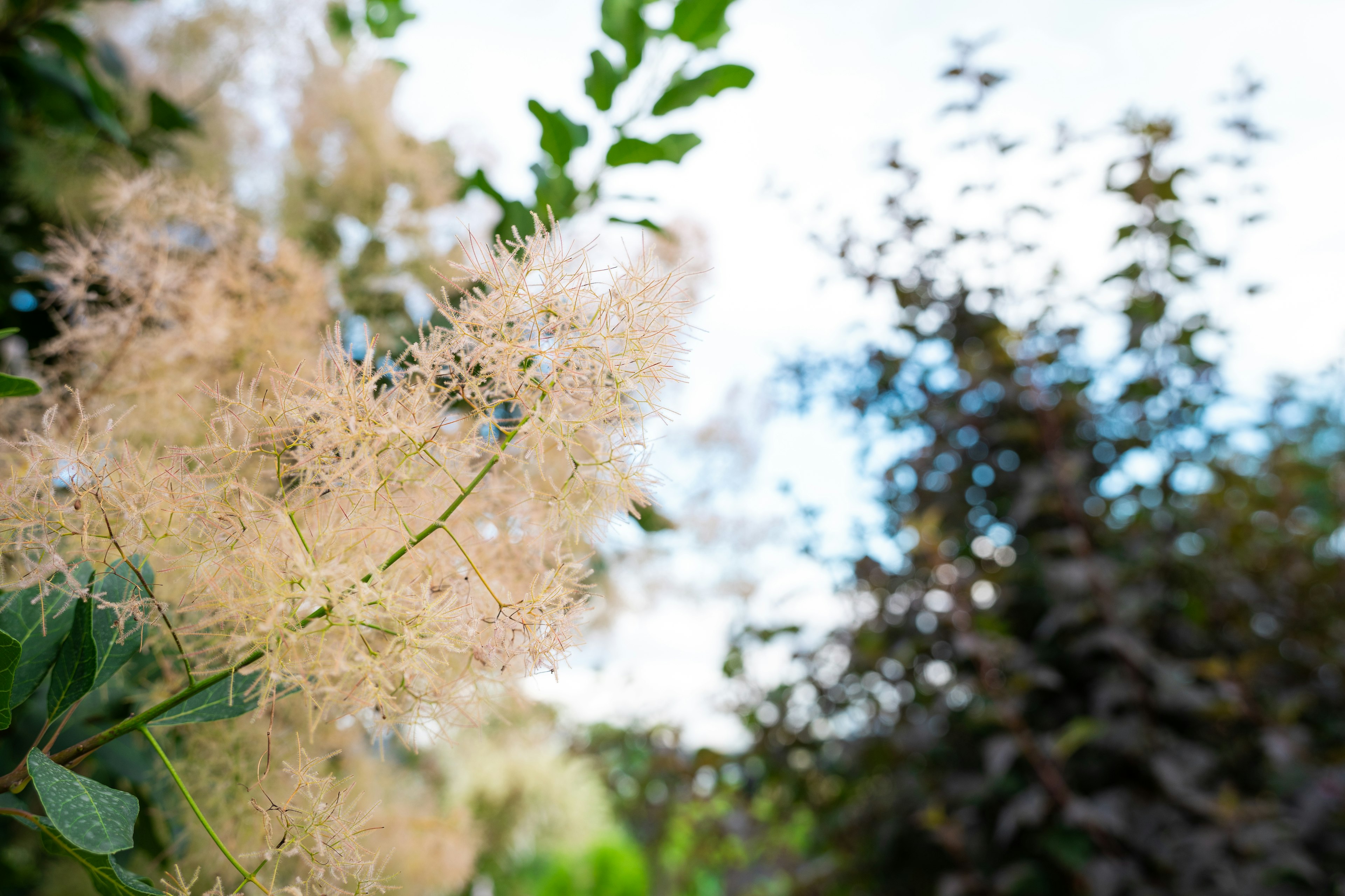 淡い色合いの植物の花穂と背景の緑豊かな葉