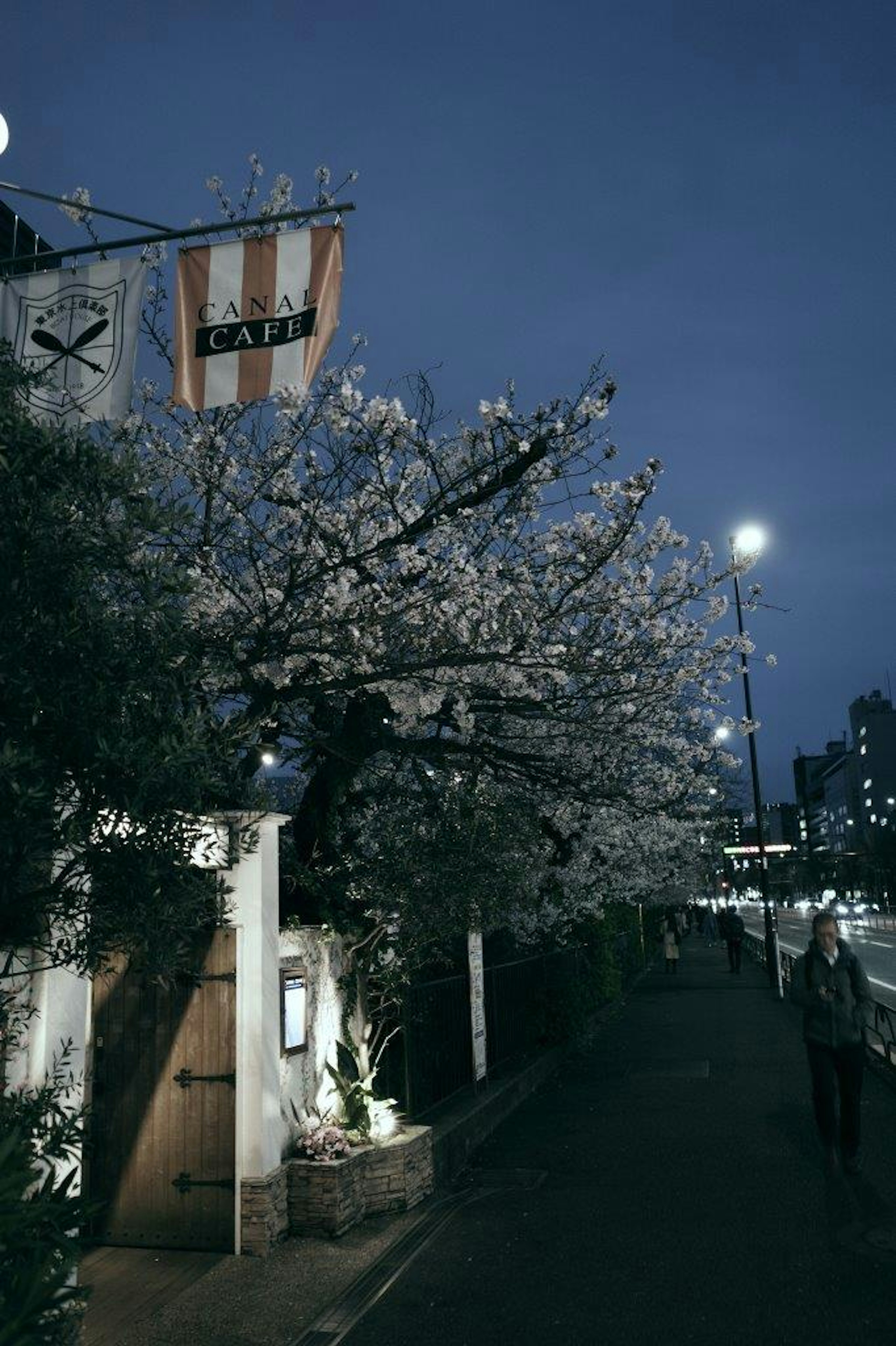 夜の街並みに咲く桜の木とカフェの看板