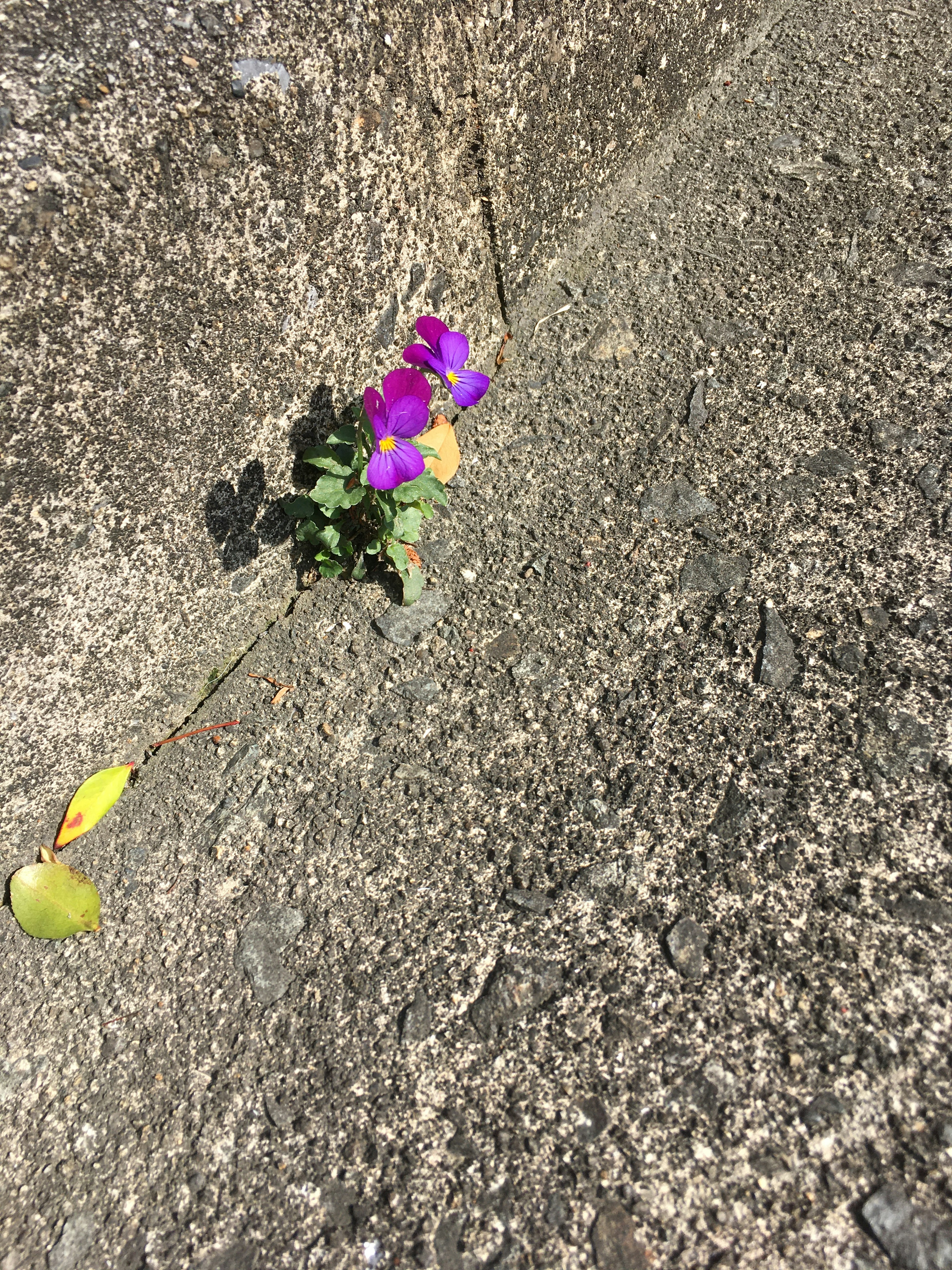 Purple flower and green leaves emerging from a crack in concrete