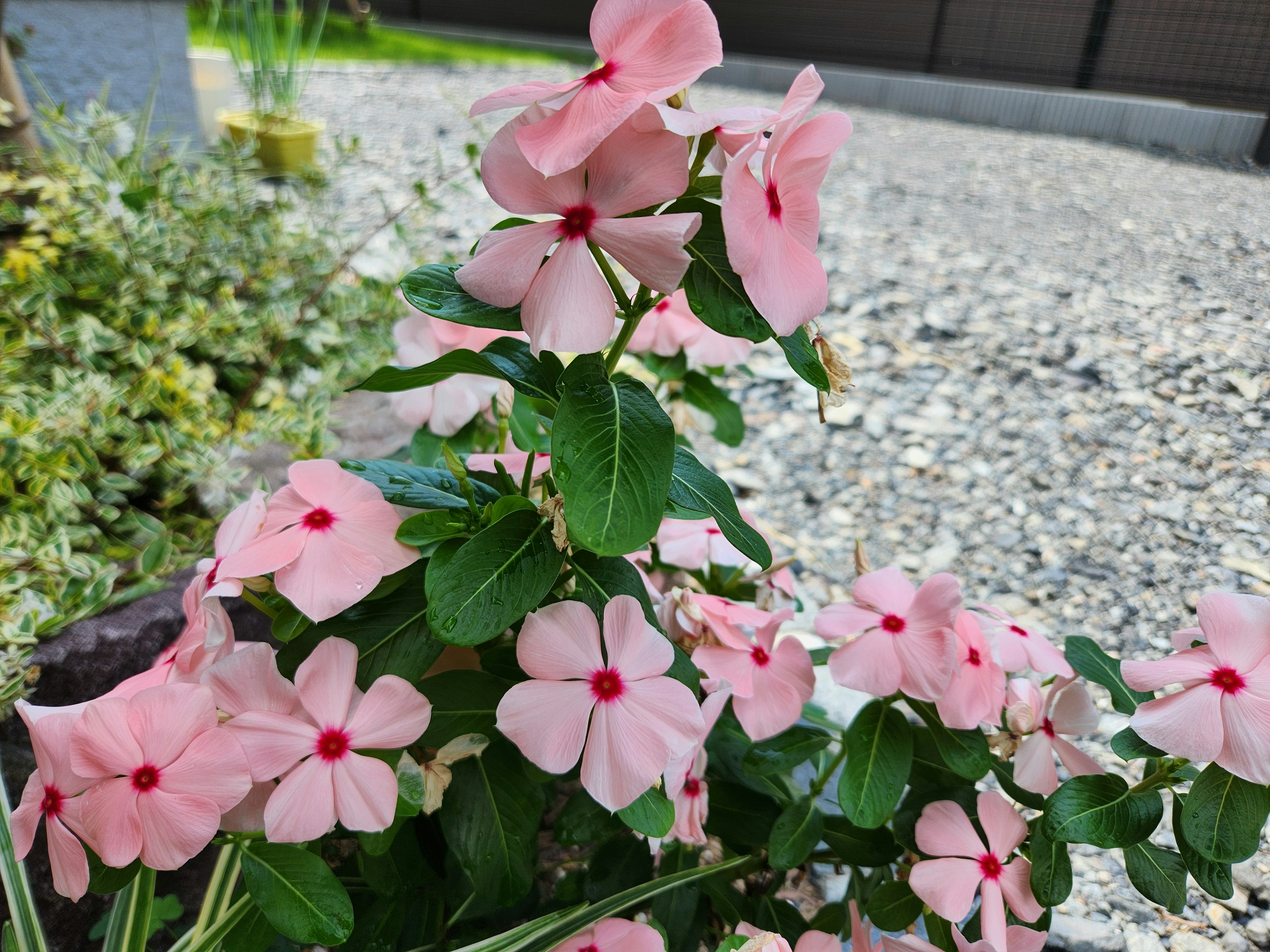 ピンクの花と緑の葉を持つインパチェンスの植物