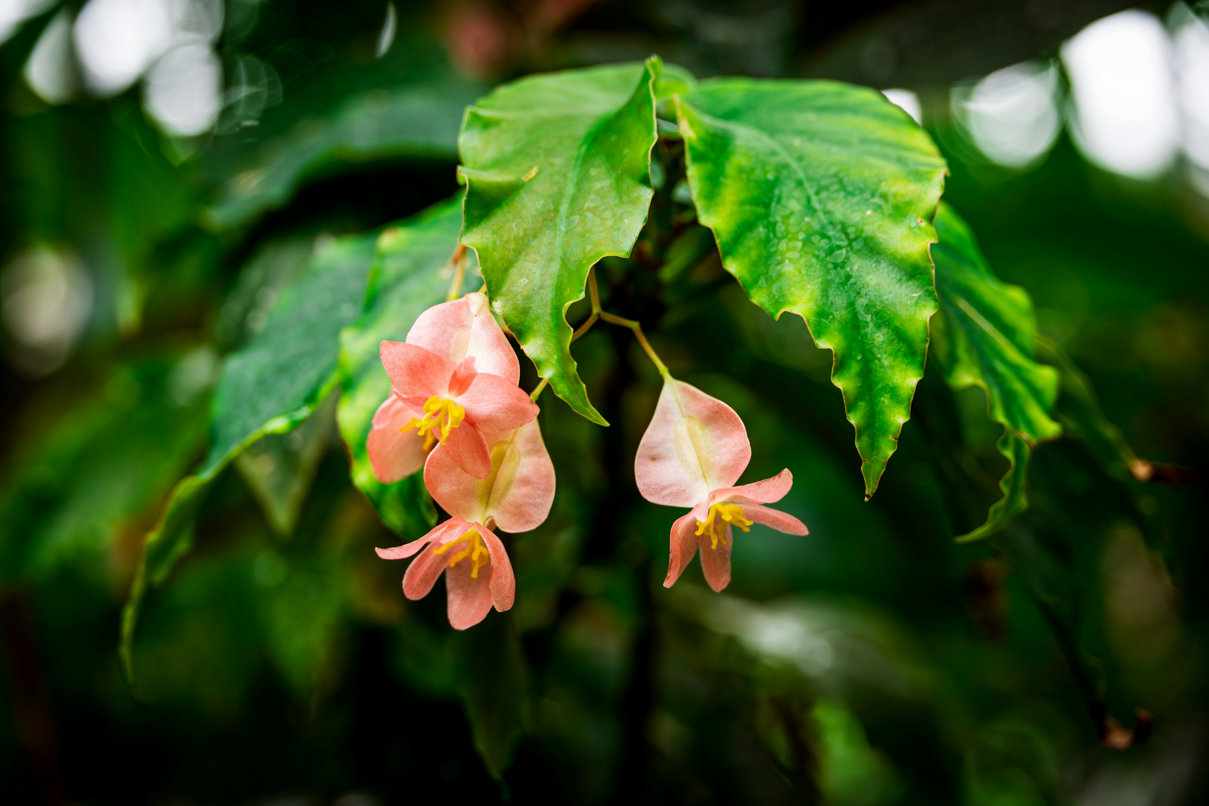 緑の葉の間に咲くピンクの花々