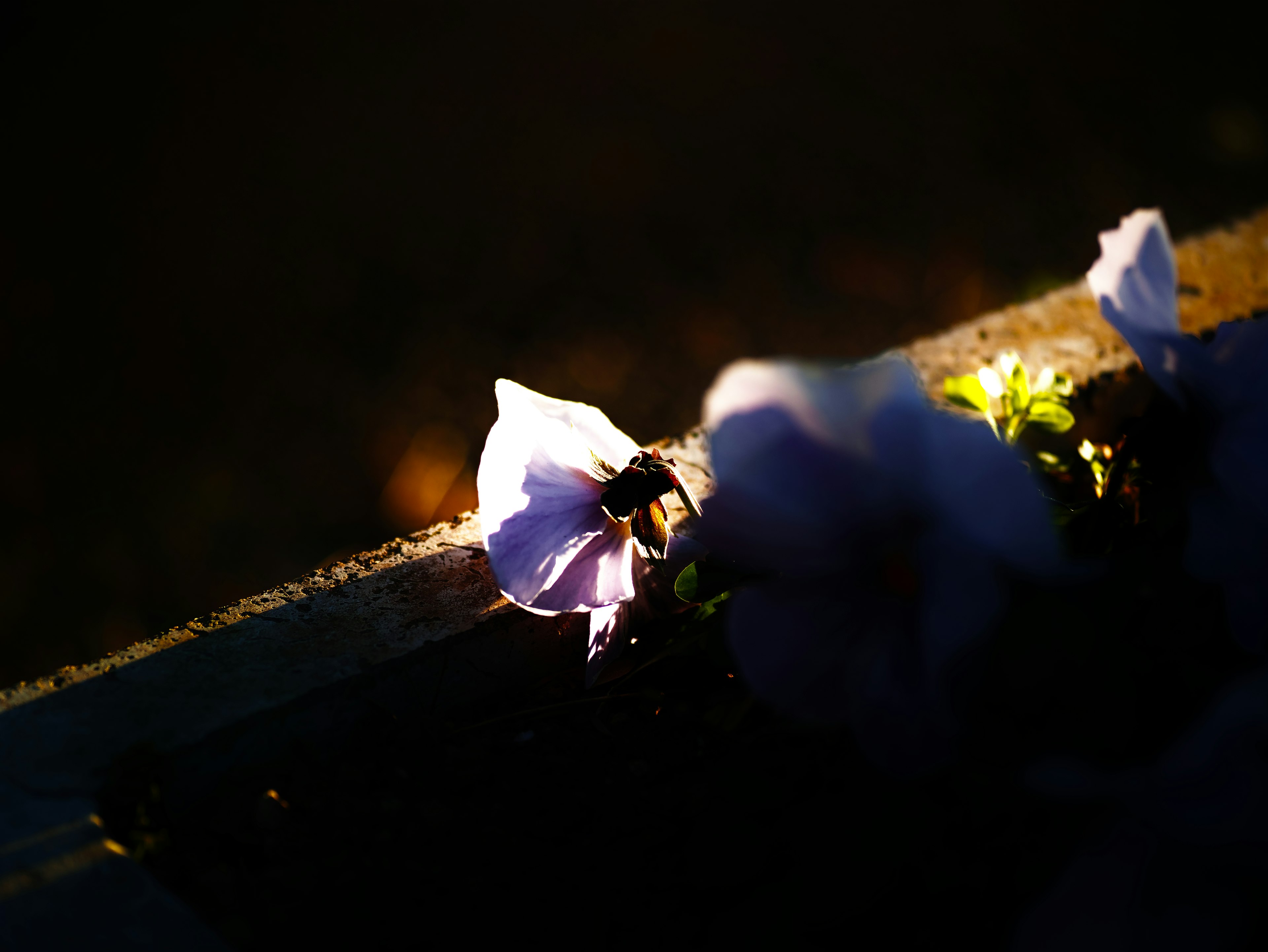 Fiori viola illuminati da una luce soffusa