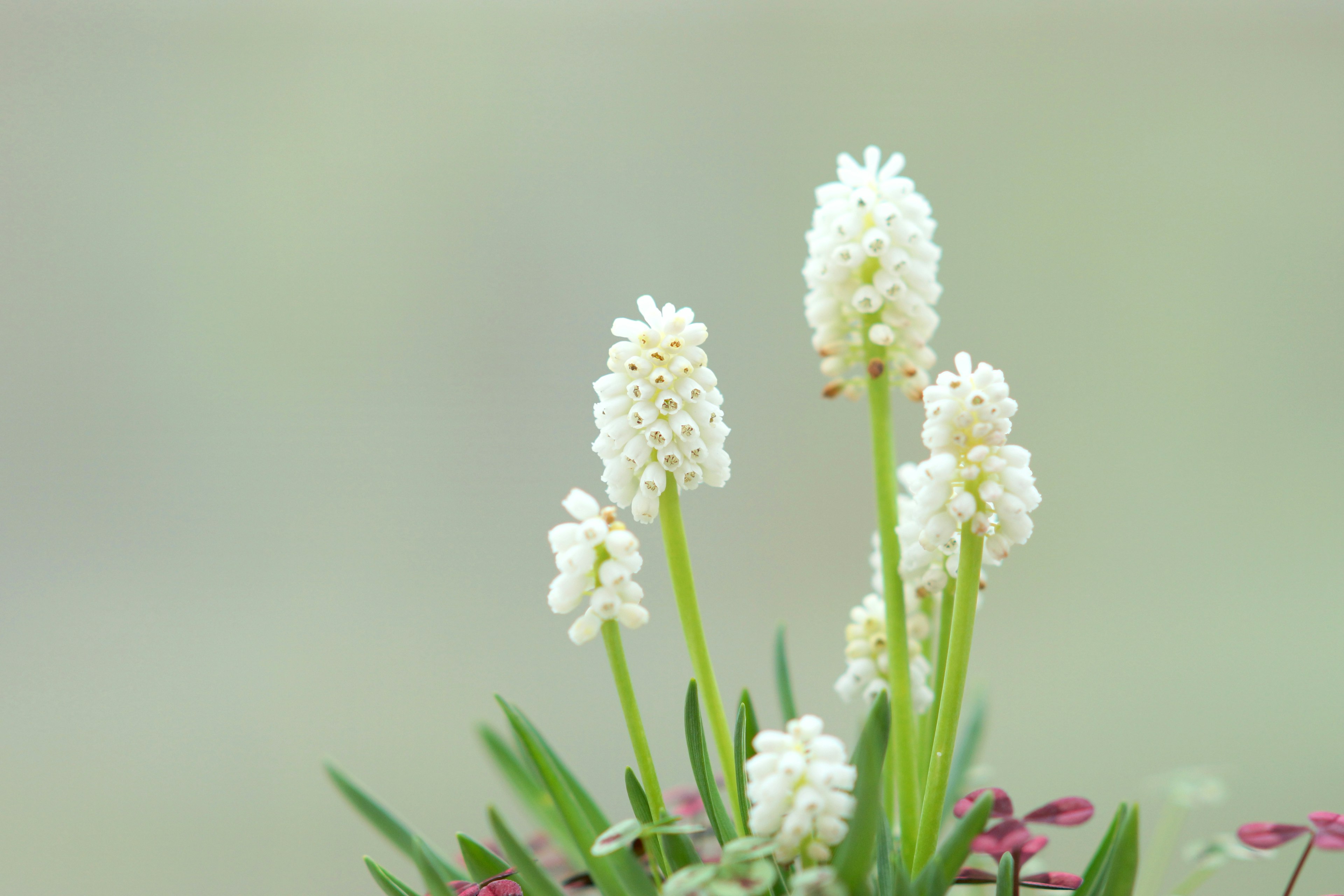 Nahaufnahme einer Pflanze mit weißen Blüten grünen Blättern und einem sanften Hintergrund