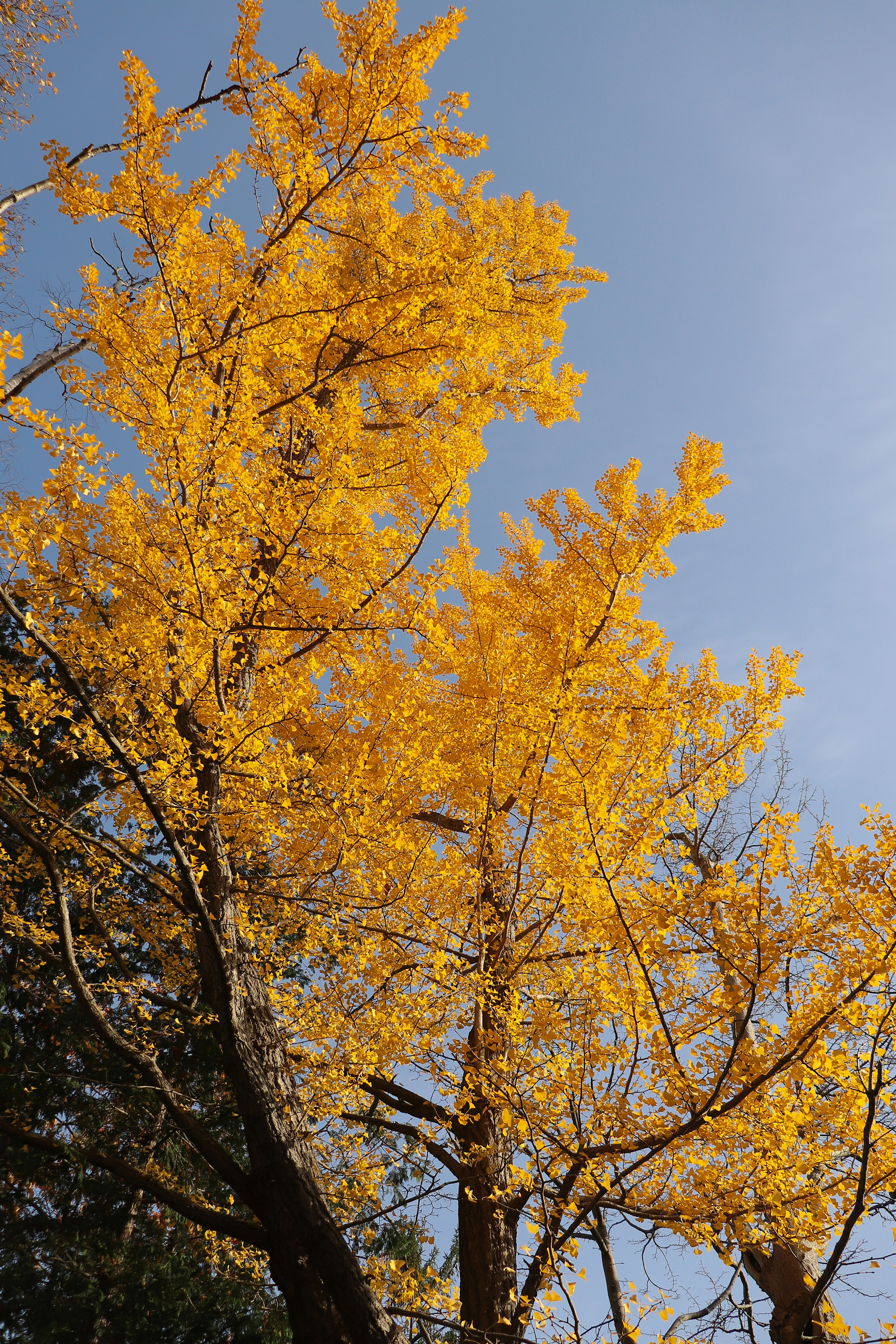 Vibrant yellow ginkgo tree against a blue sky