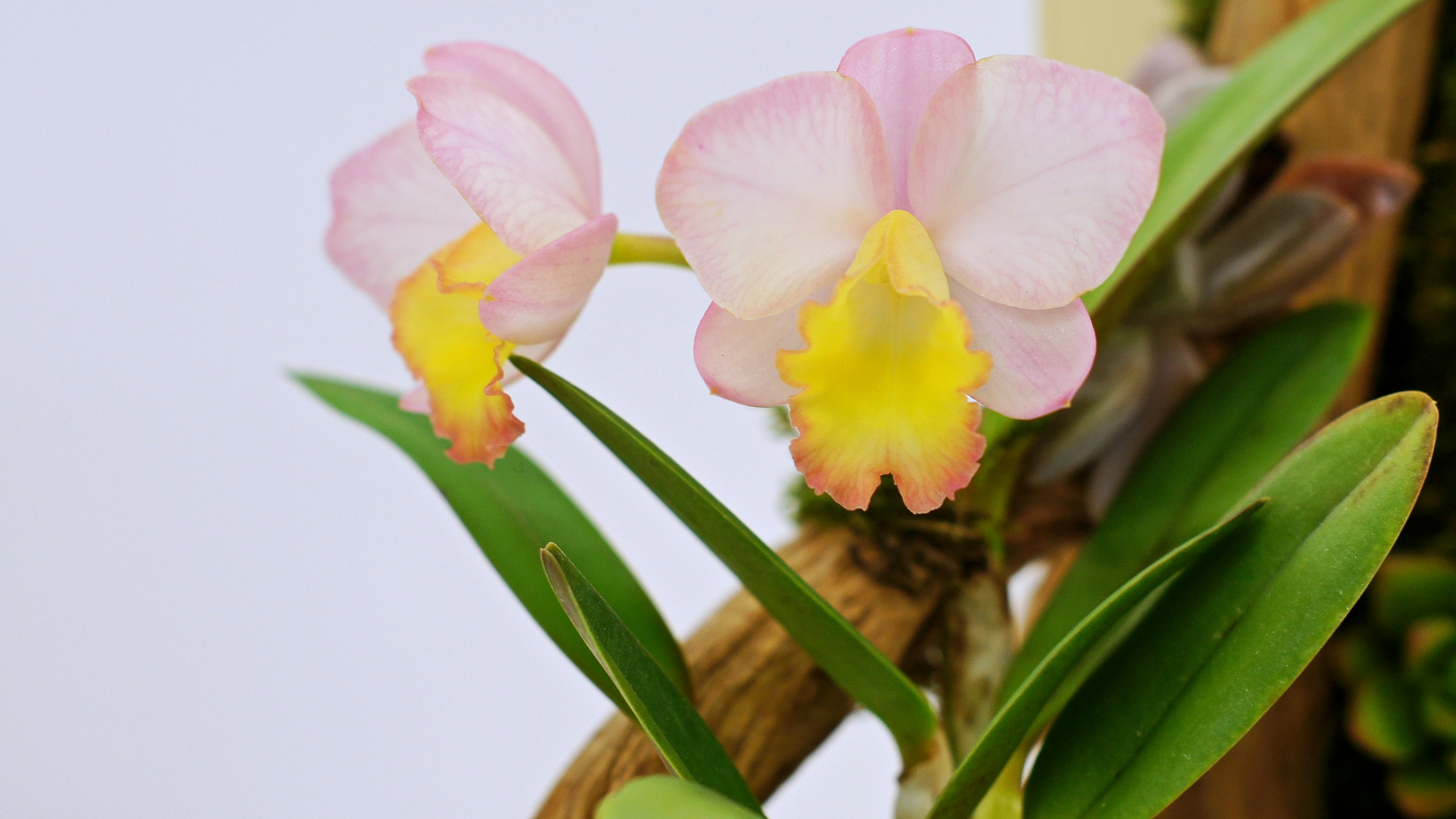 Gros plan sur des orchidées avec des fleurs roses pâles et des centres jaunes