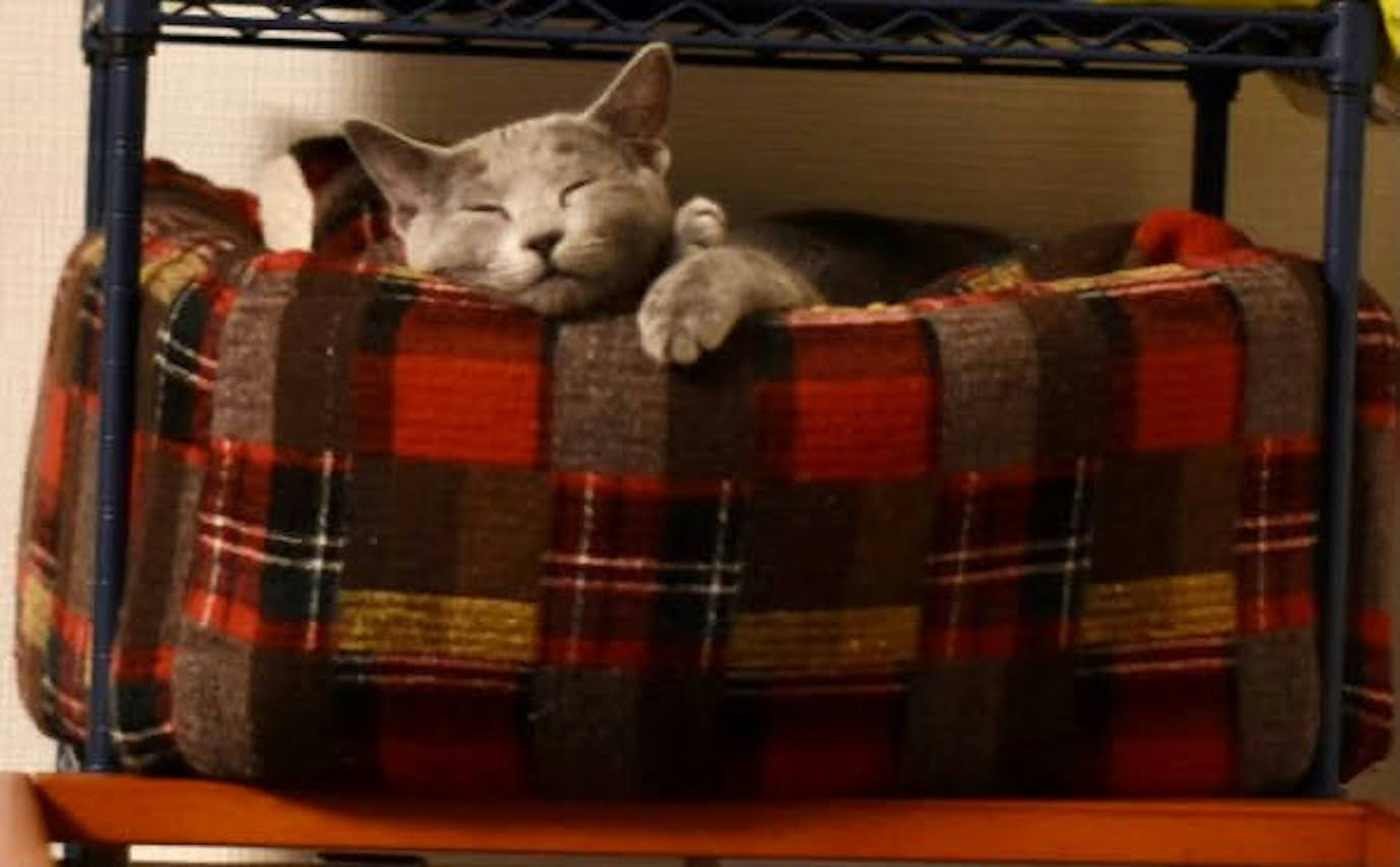 Kucing tidur di tempat tidur yang nyaman dengan pola kotak-kotak