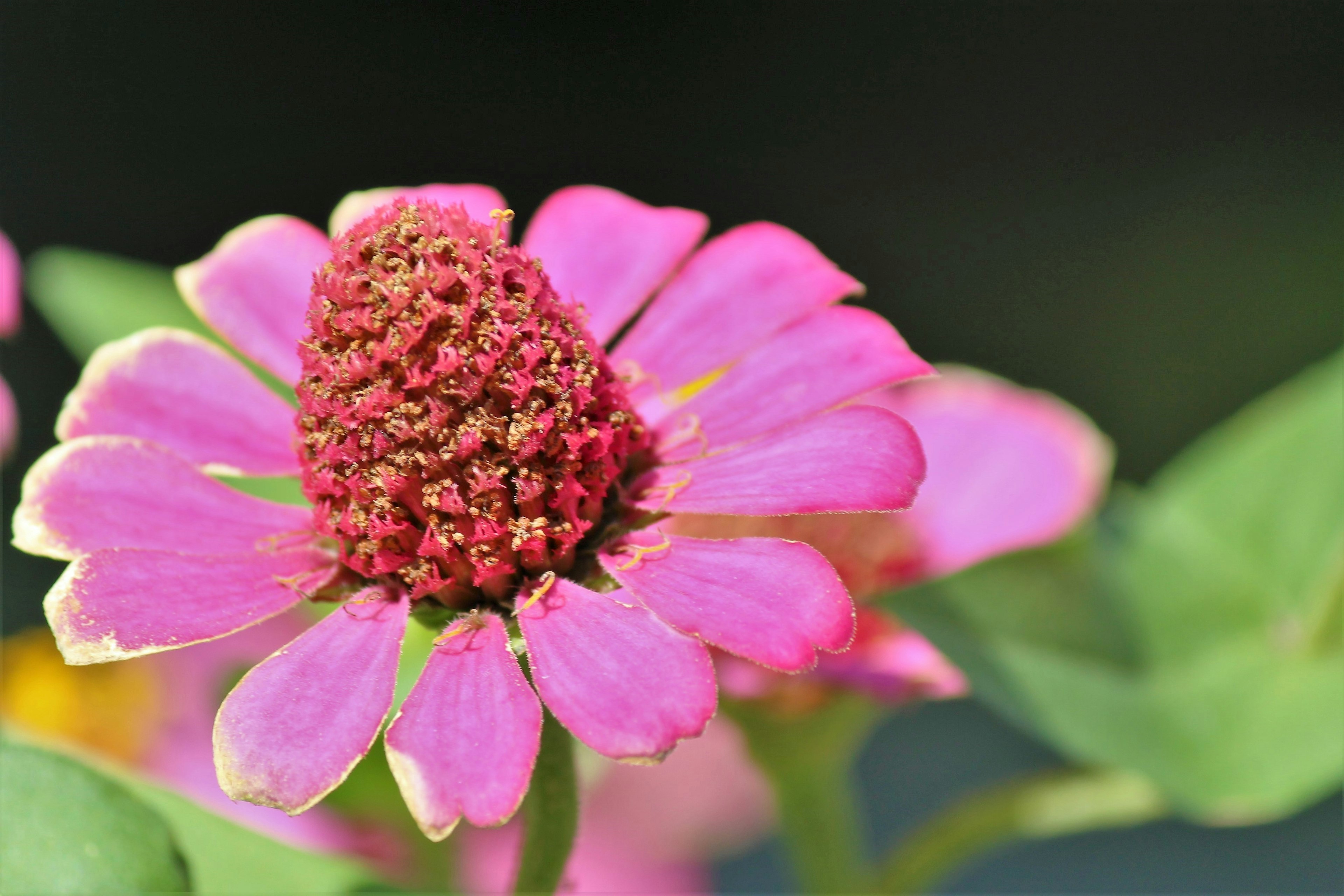 Bright pink zinnia flower with a central cluster and surrounding green leaves