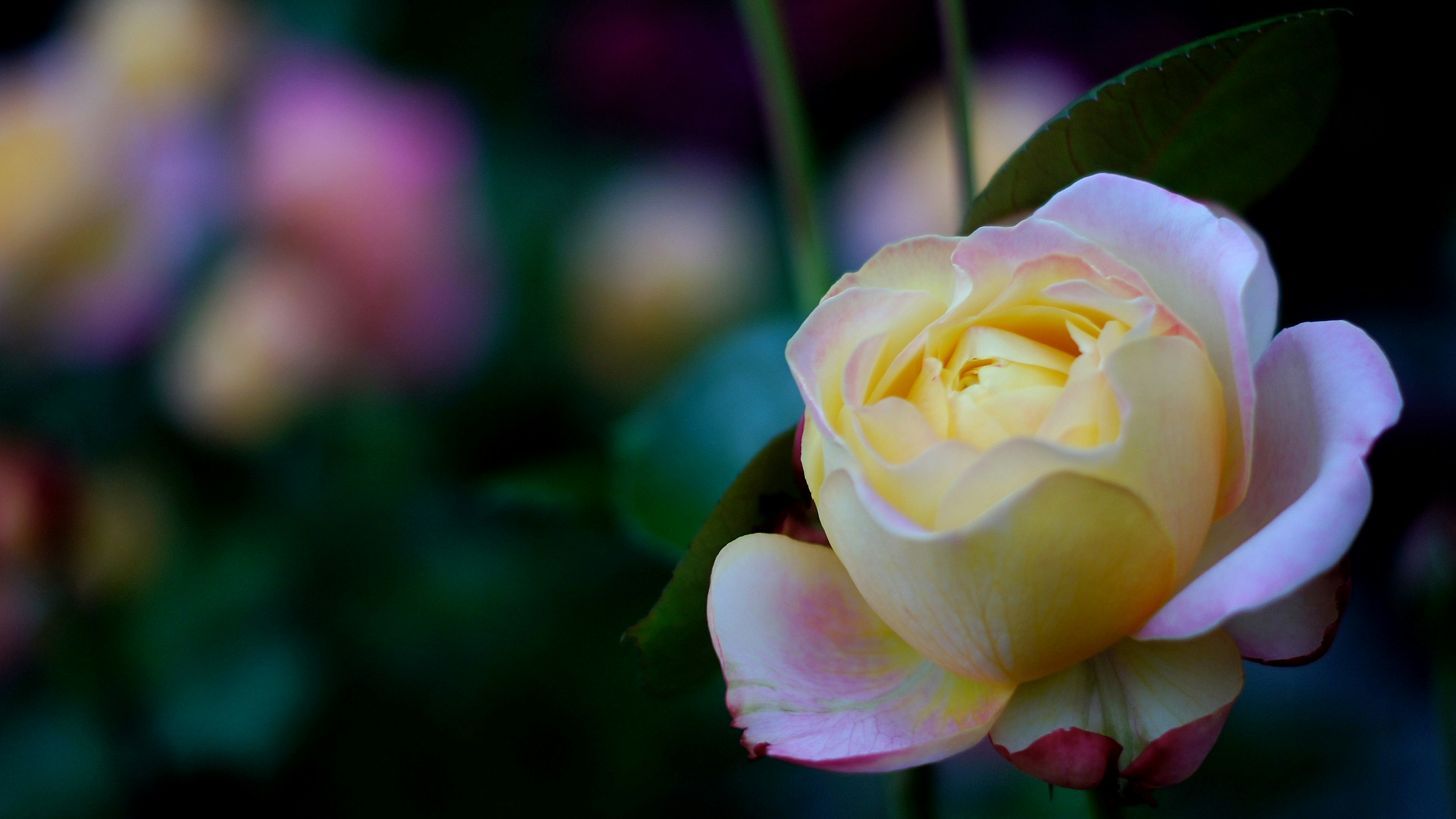 A beautiful pale yellow rose in bloom with blurred background flowers