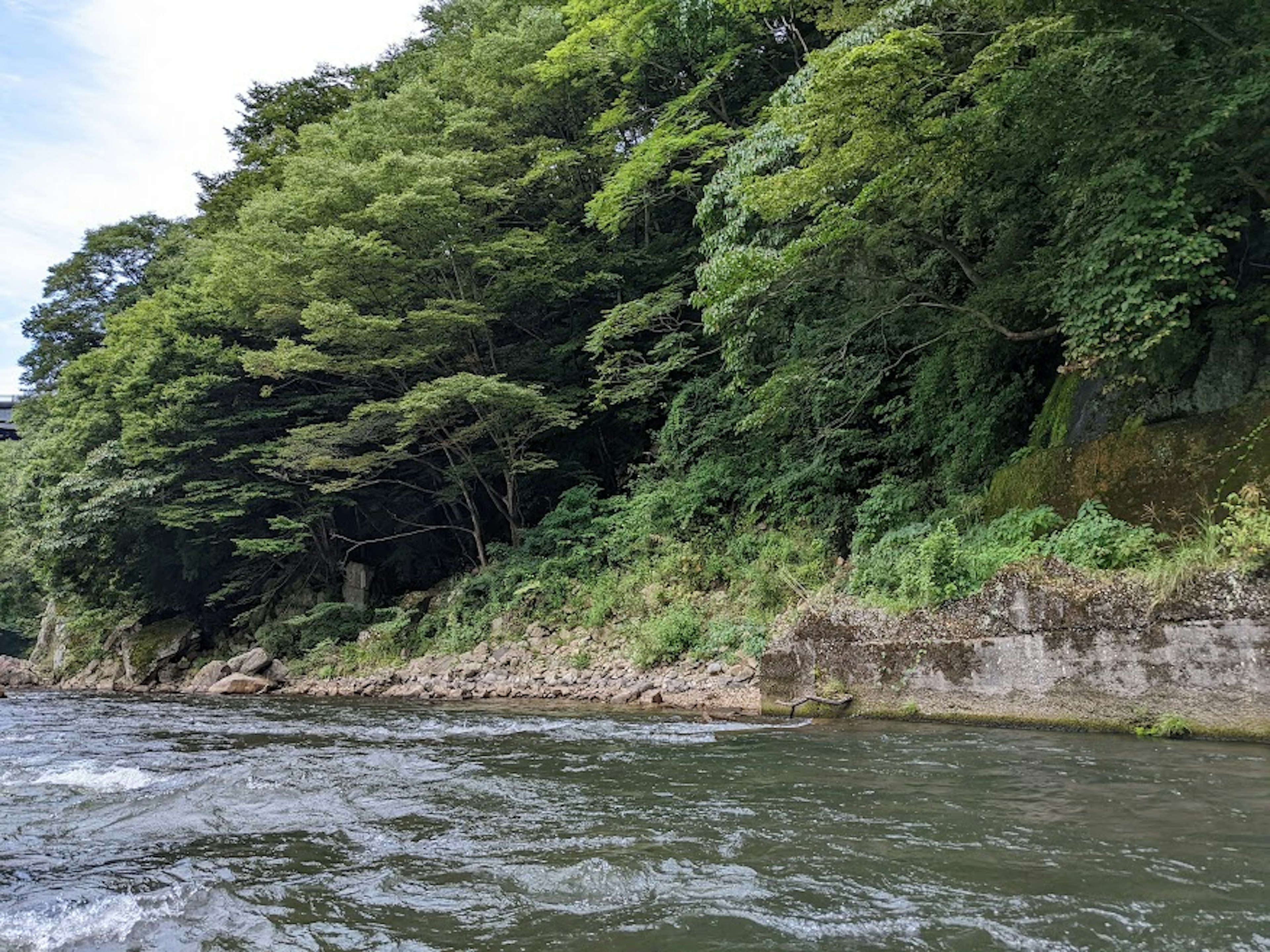 Bosque verde exuberante junto a un río tranquilo