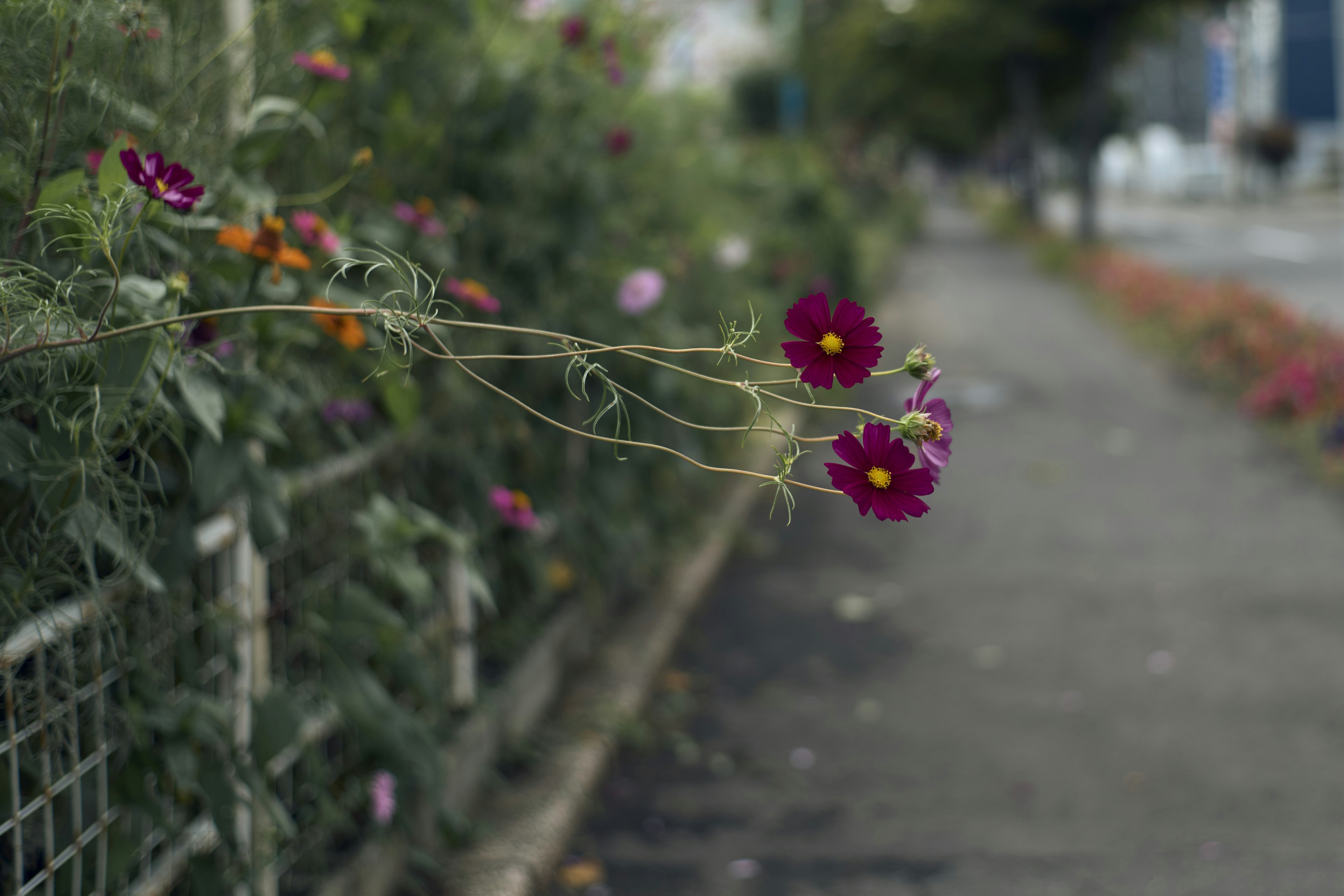 Marciapiede con fiori che sbocciano vicino a una recinzione