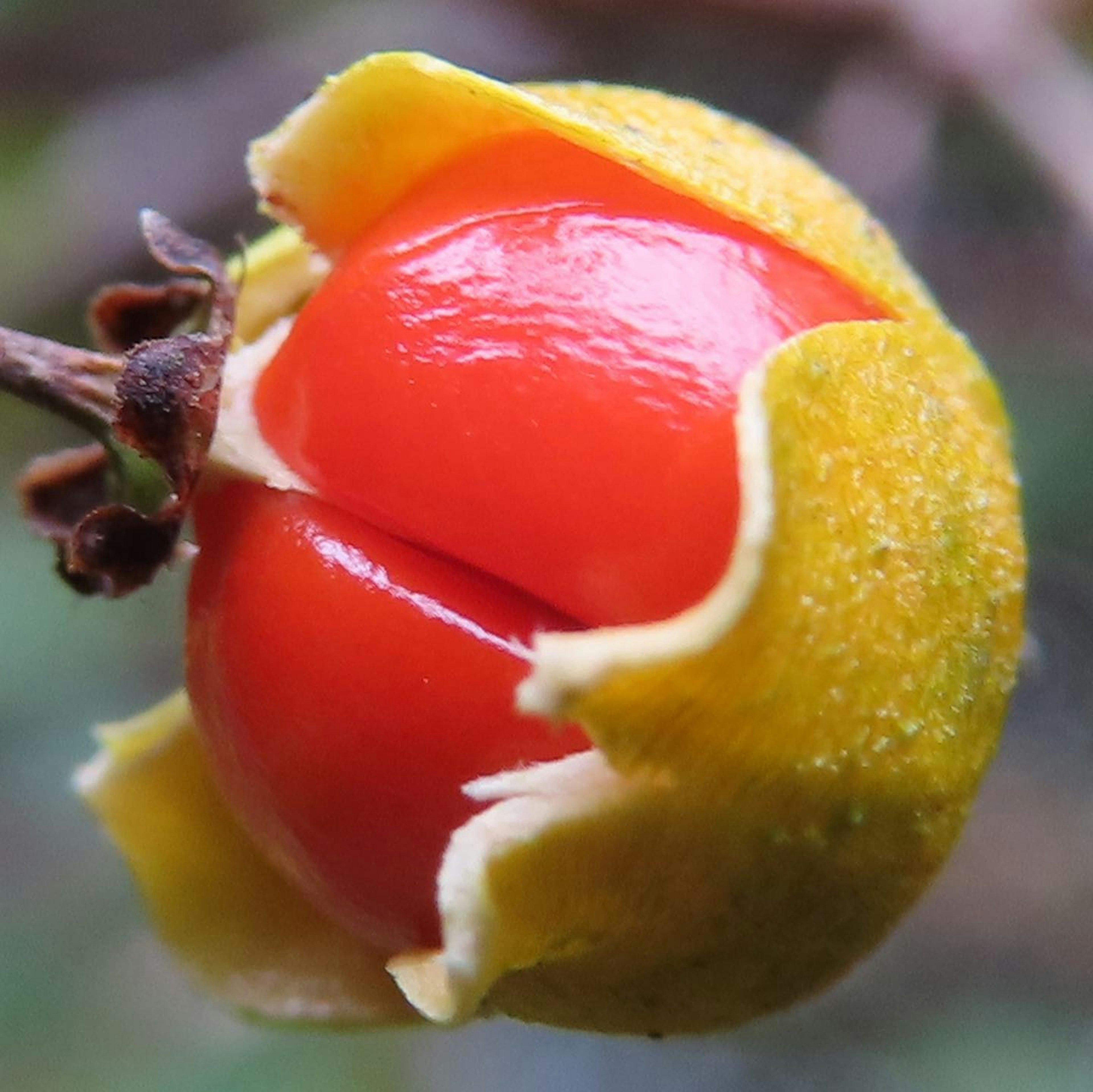 A bright red fruit surrounded by a yellow outer skin of a plant