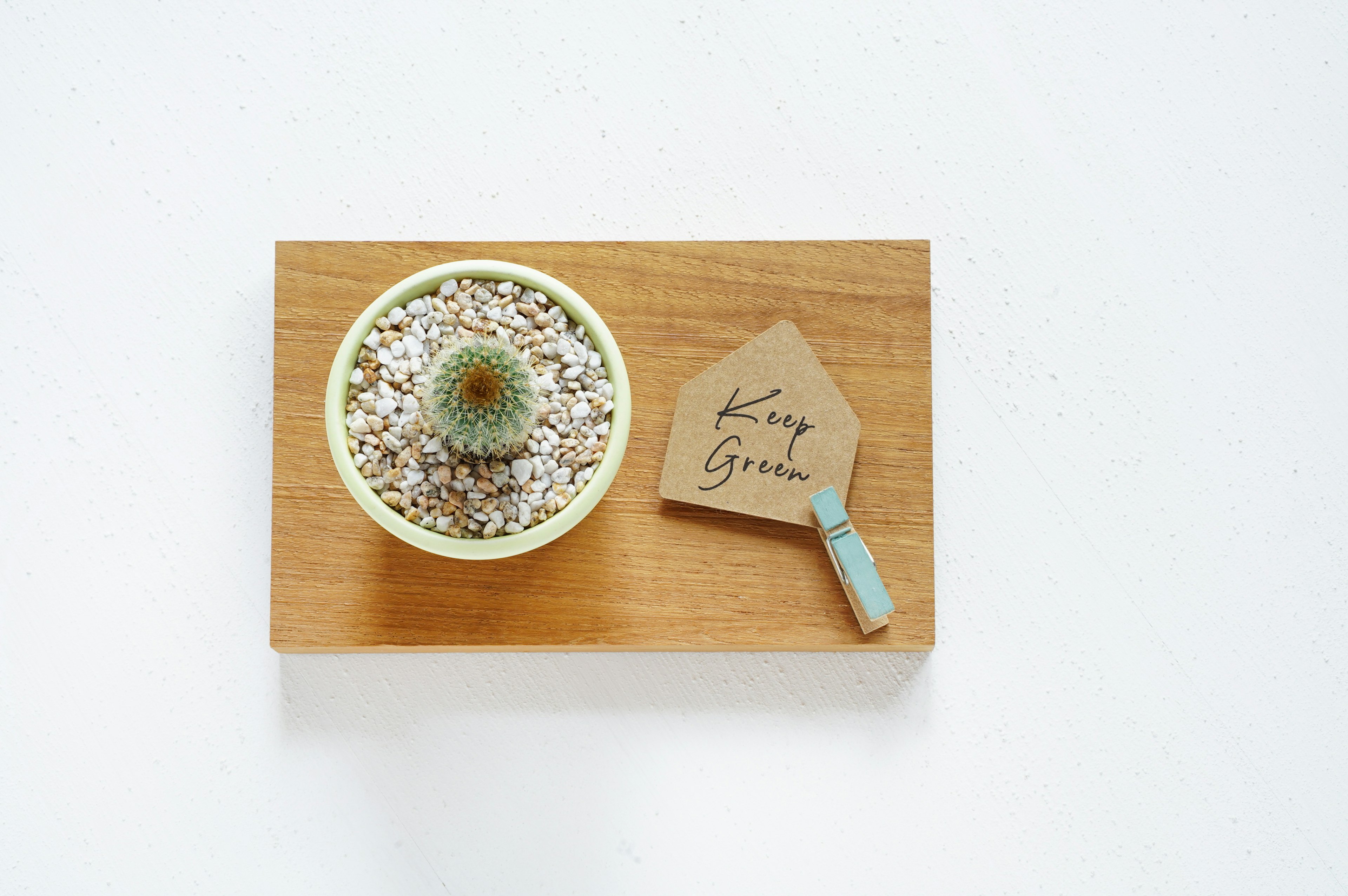 Small cactus in a round pot on a wooden tray with a tag