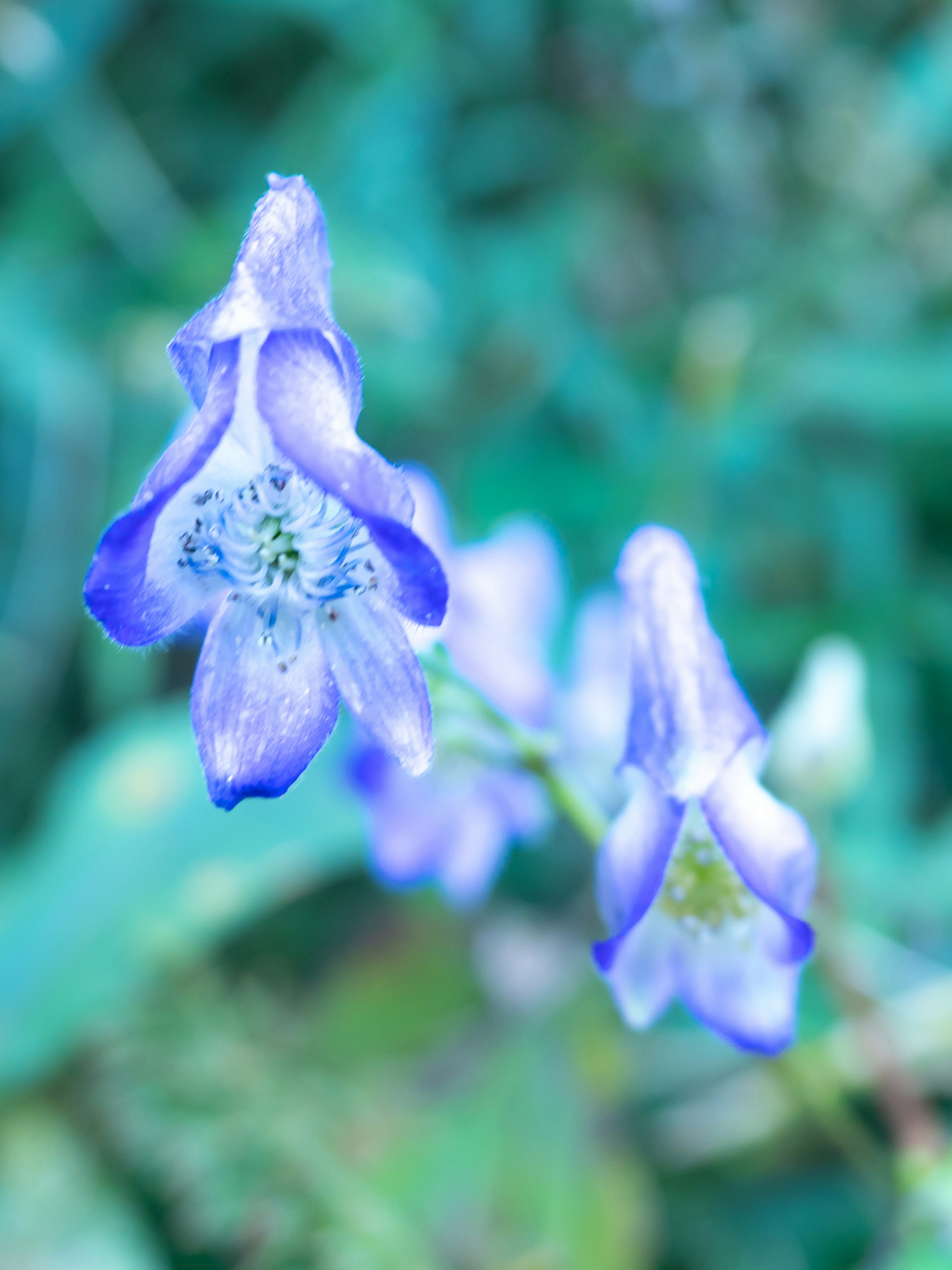 青紫色の花が緑の背景に咲いている