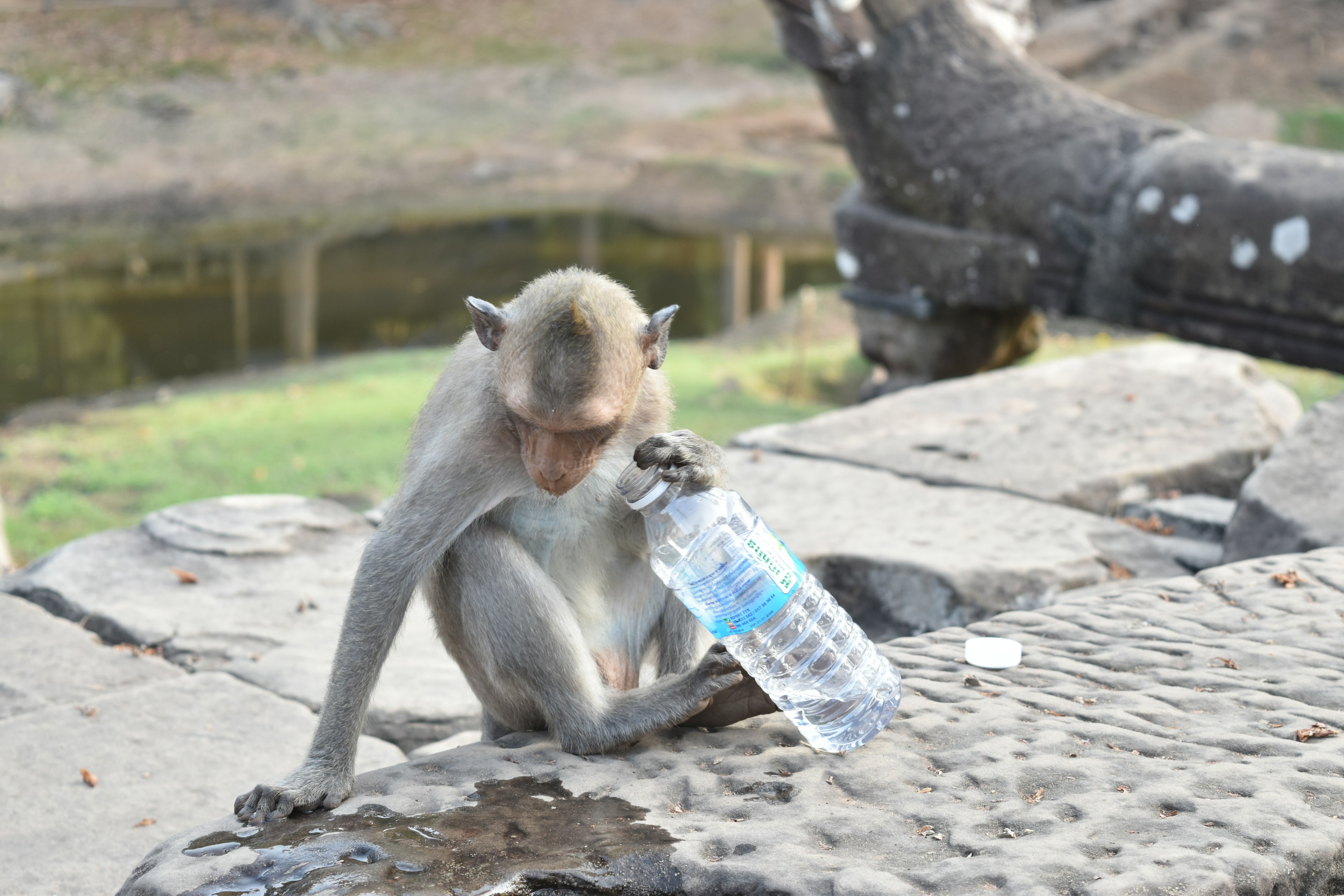 Monyet duduk di atas batu memegang botol air