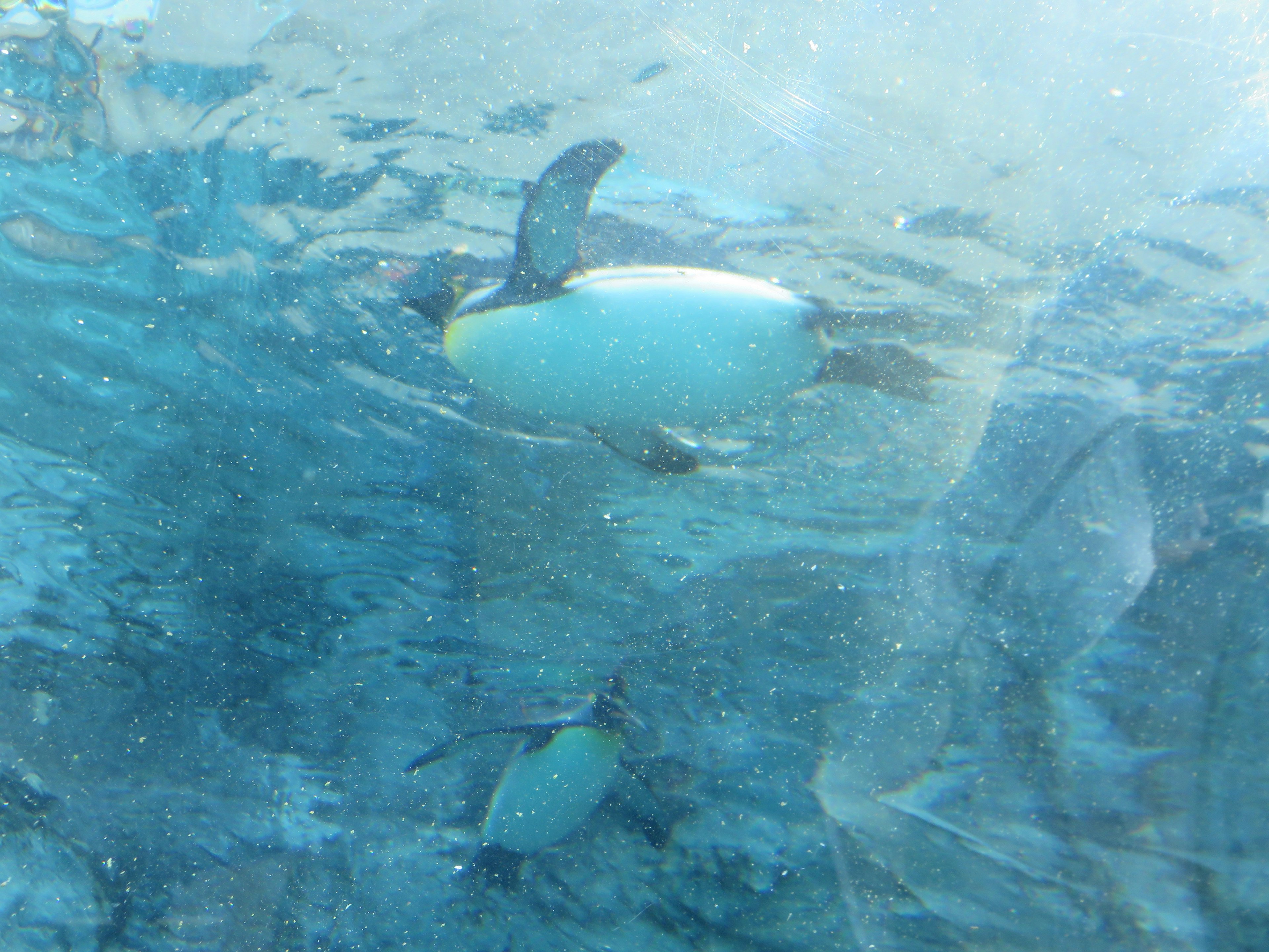 Penguins swimming underwater in a clear blue environment